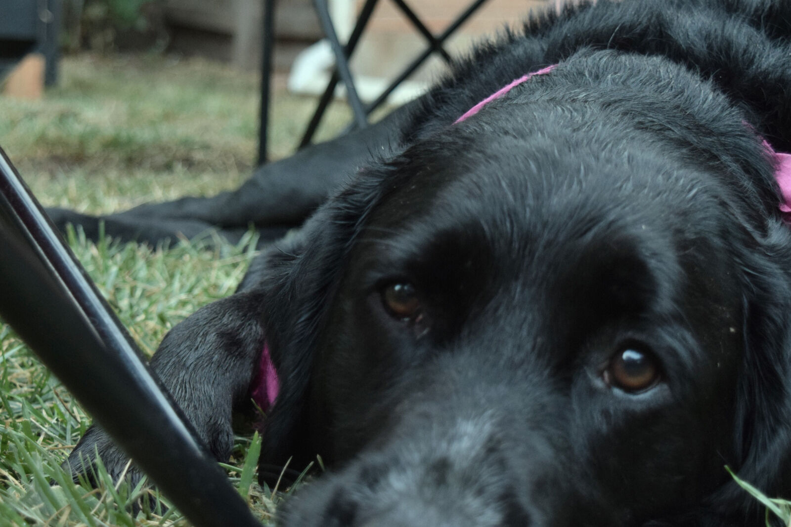 Nikon D3300 sample photo. Dog, dog, head, labrador photography