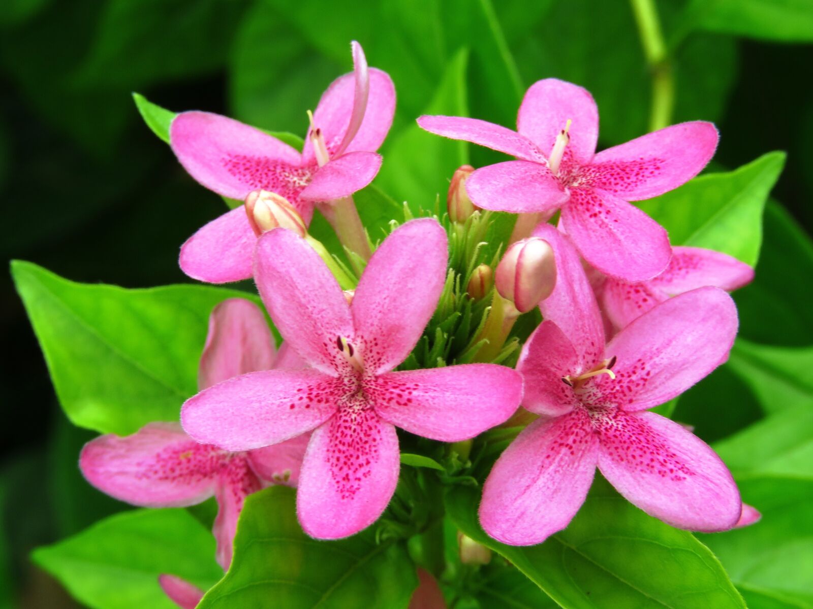 Canon PowerShot SX60 HS sample photo. Flowers, fresh flower, garden photography