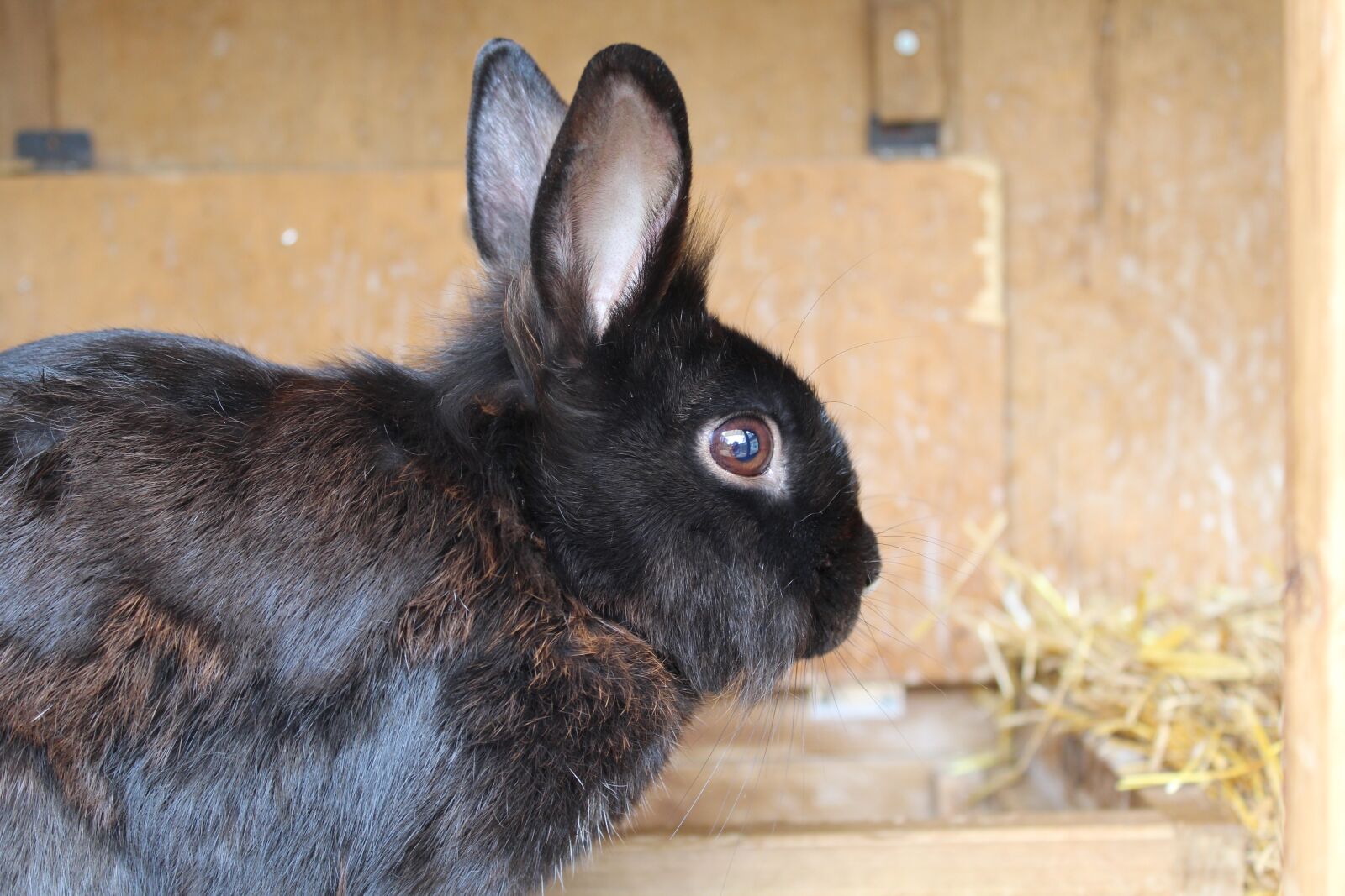Canon EOS 1300D (EOS Rebel T6 / EOS Kiss X80) sample photo. Hare, rabbit, rabbit ears photography