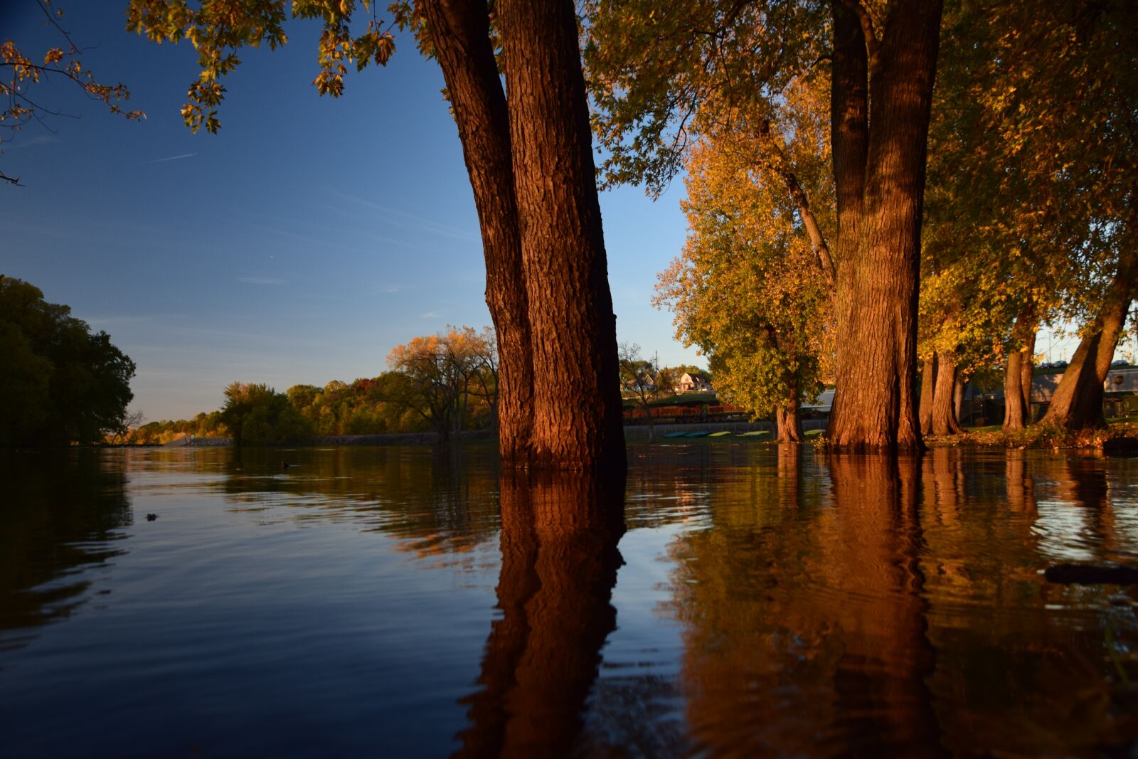 Nikon D5300 sample photo. Tree, water, reflection photography