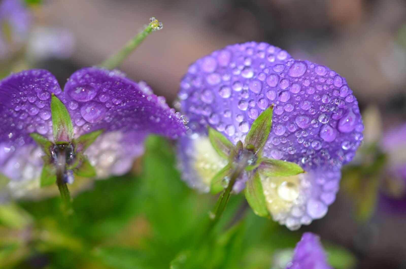 Nikon D7000 sample photo. Drop, rain, rain drops photography