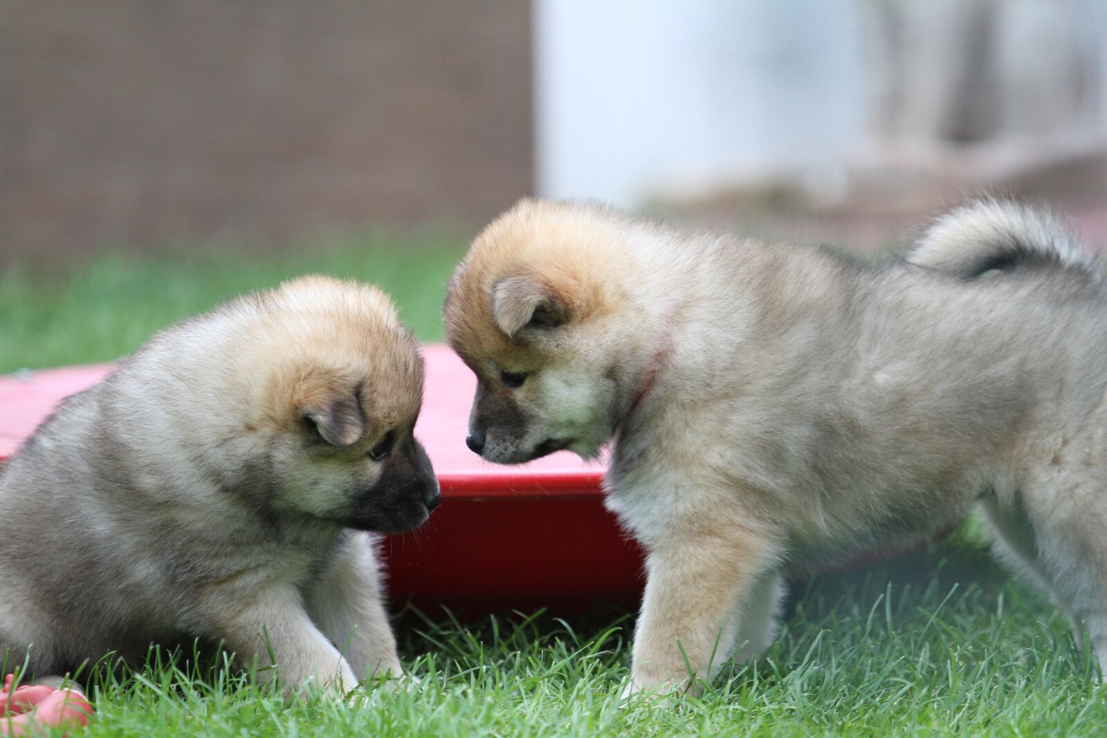 Canon EOS 7D + Canon EF 70-200mm F2.8L USM sample photo. Puppies playing, eurasians, dog photography