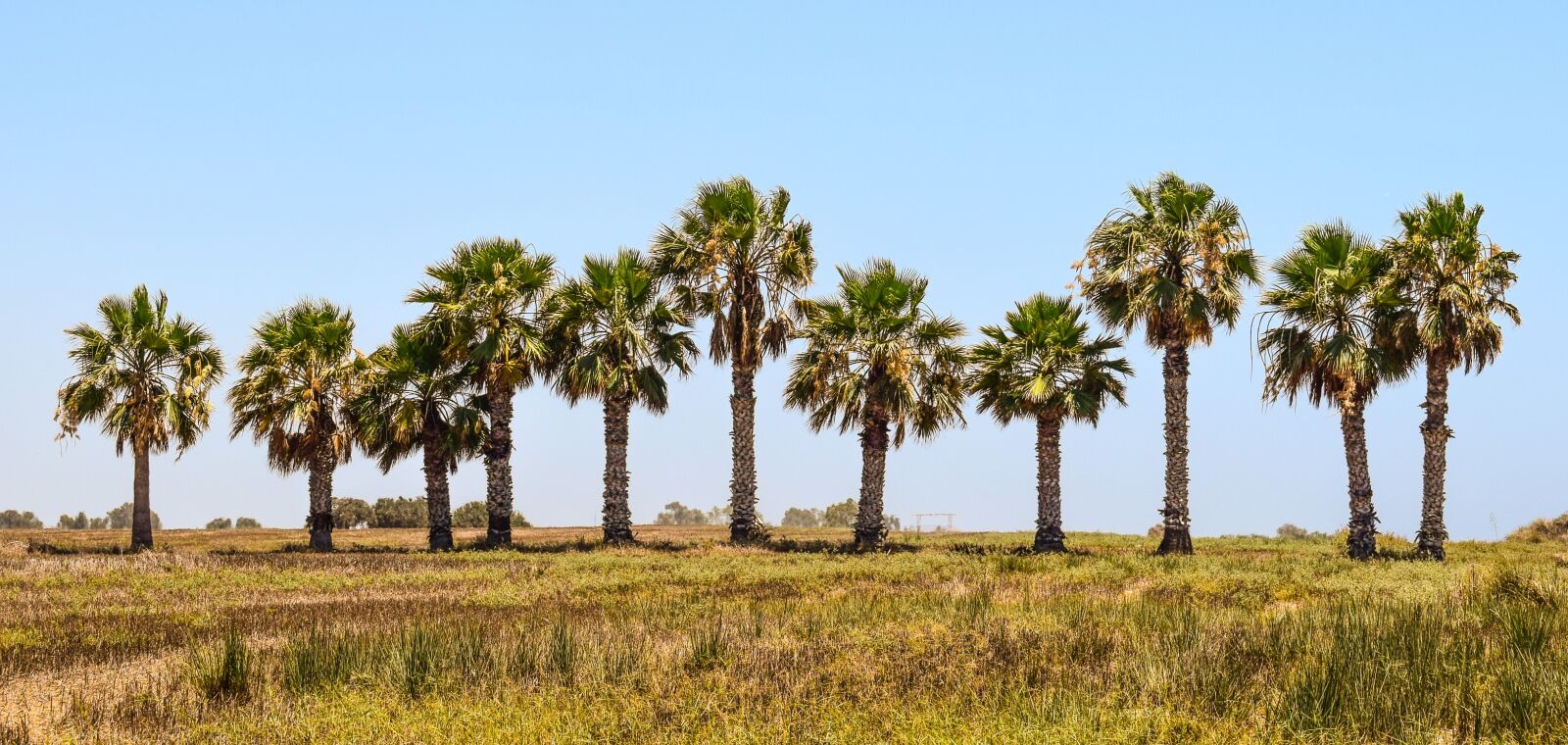 Nikon D3300 sample photo. Palm trees, landscape, summer photography