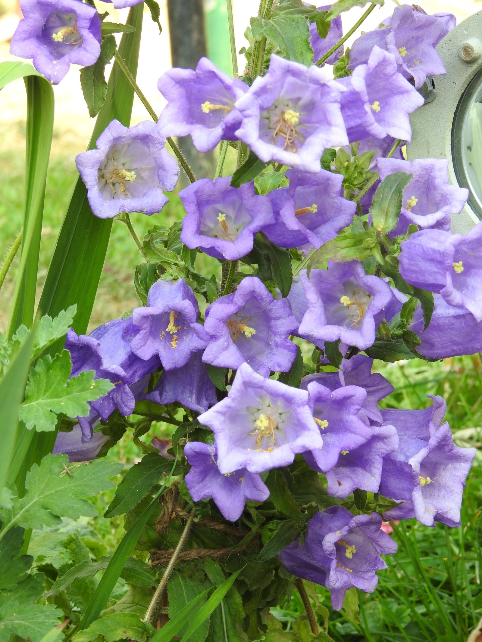 Nikon Coolpix P900 sample photo. Flower, nature, flora photography