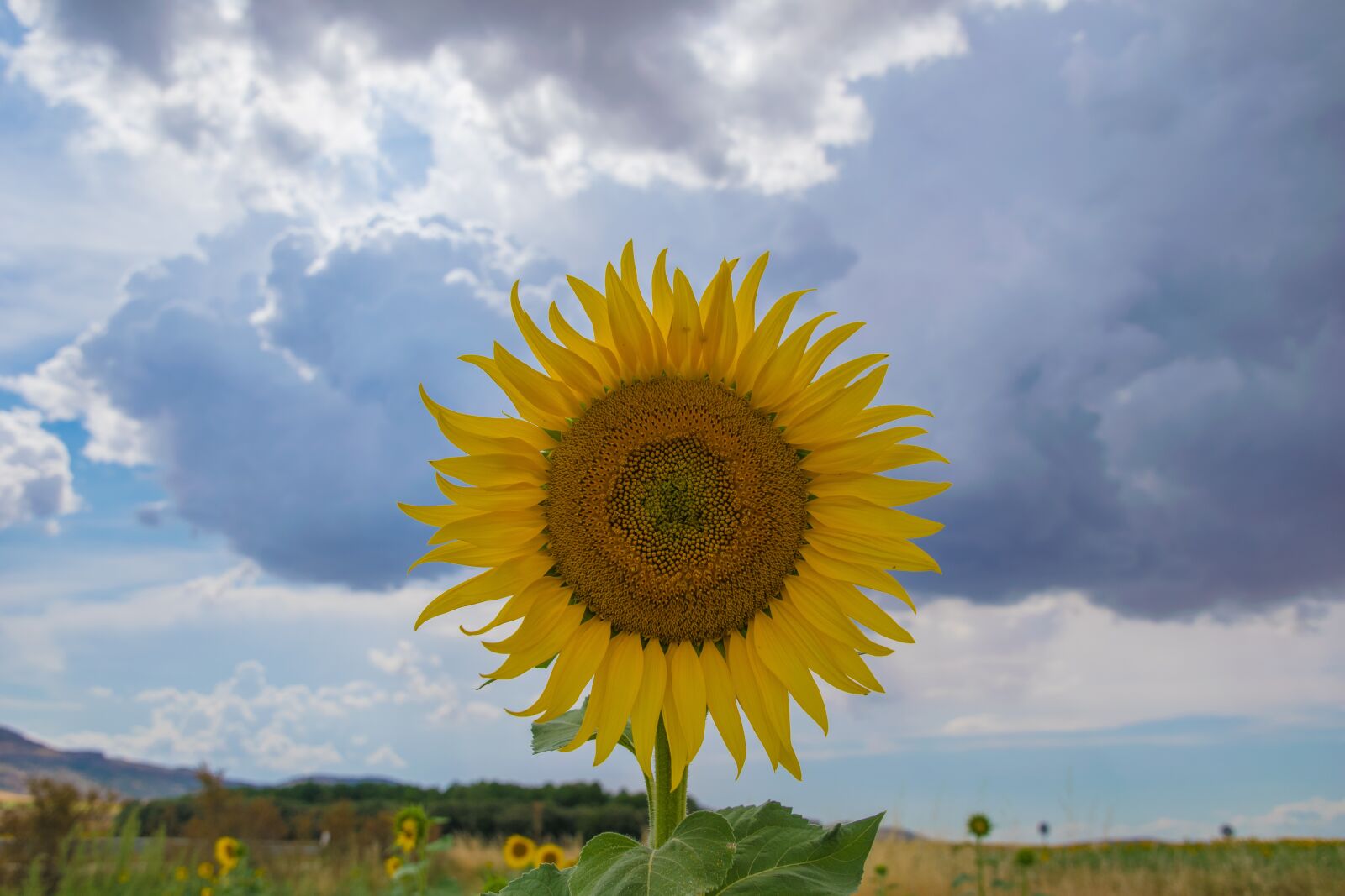 Nikon D5300 sample photo. Sunflower, burgos, field photography