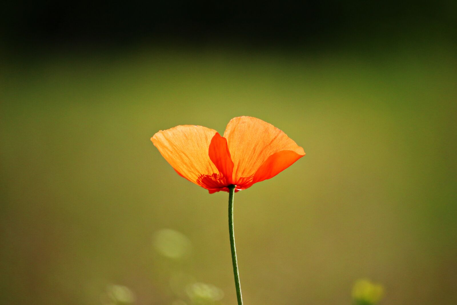 Canon EOS 100D (EOS Rebel SL1 / EOS Kiss X7) sample photo. Flower, poppy, klatschmohn photography