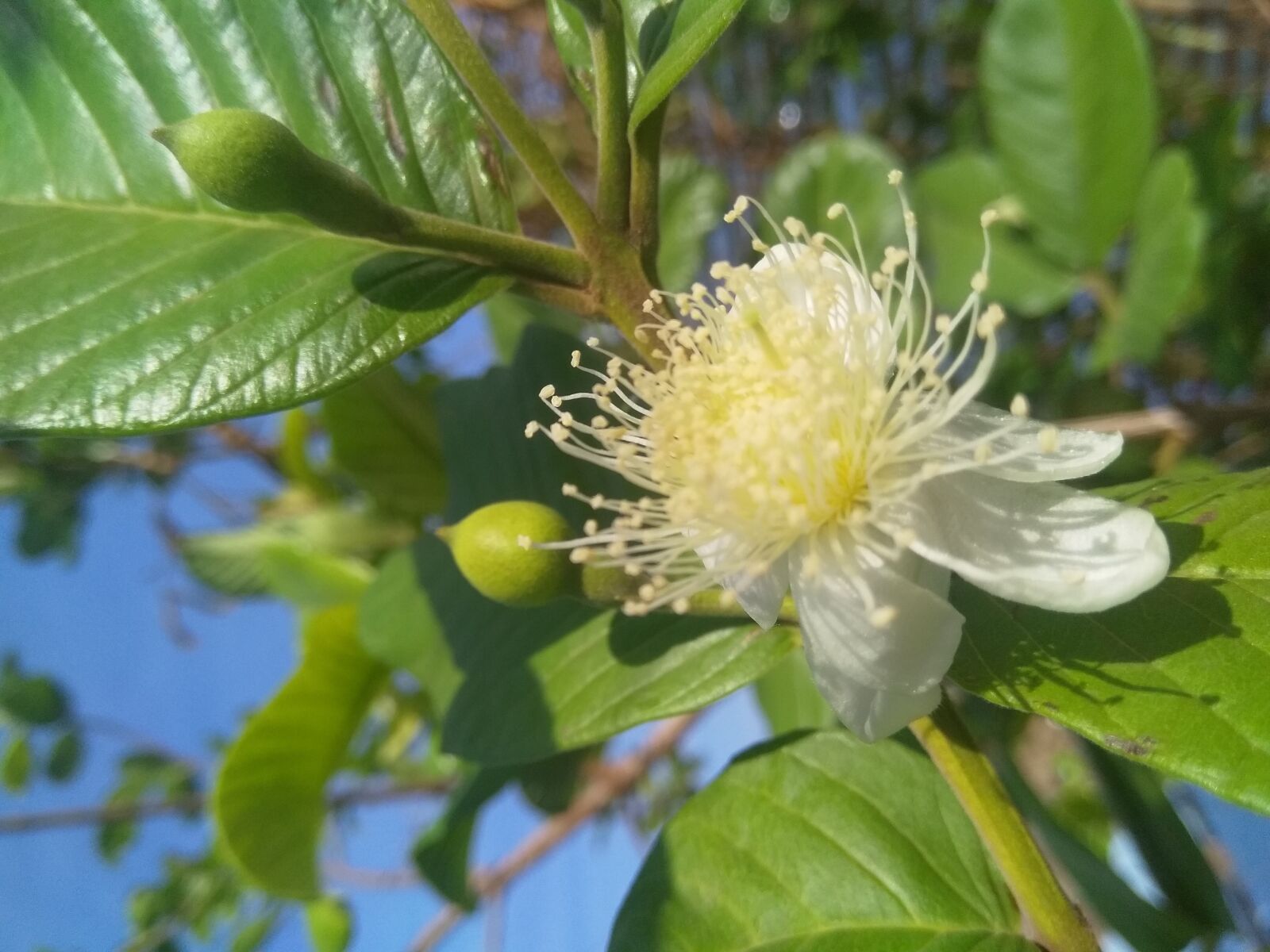 HMD Global Nokia 5 sample photo. Nature, guava, green photography