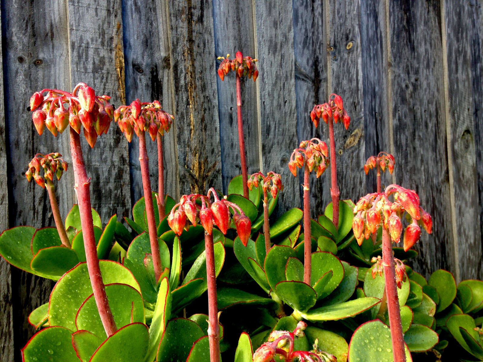 iPhone 5c back camera 4.12mm f/2.4 sample photo. Colourful, fence, flower, flowers photography