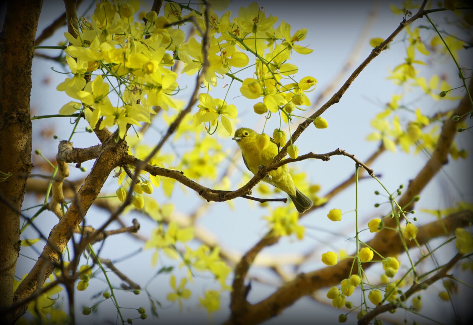 Sony a6000 sample photo. Tree, branch, nature photography
