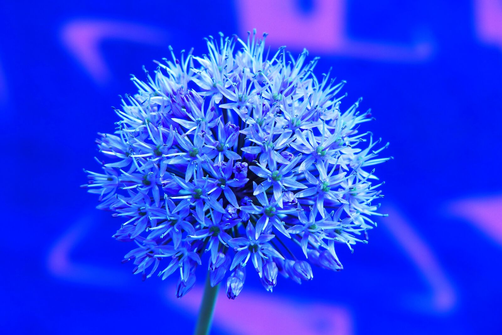 Panasonic Lumix DMC-FZ200 sample photo. Decorative garlic, flower, posts photography