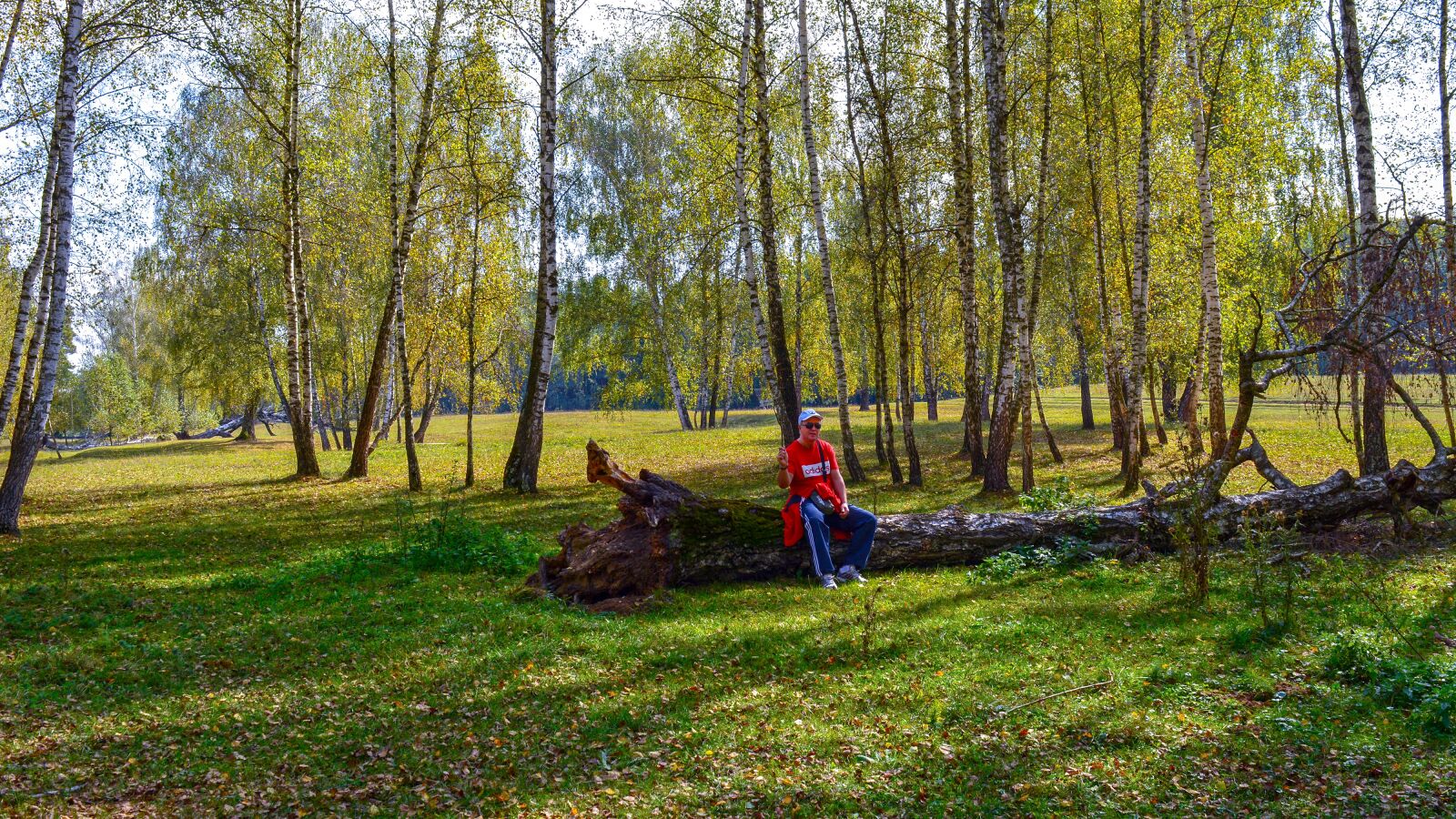 Nikon D5200 sample photo. Nature, forest, autumn photography