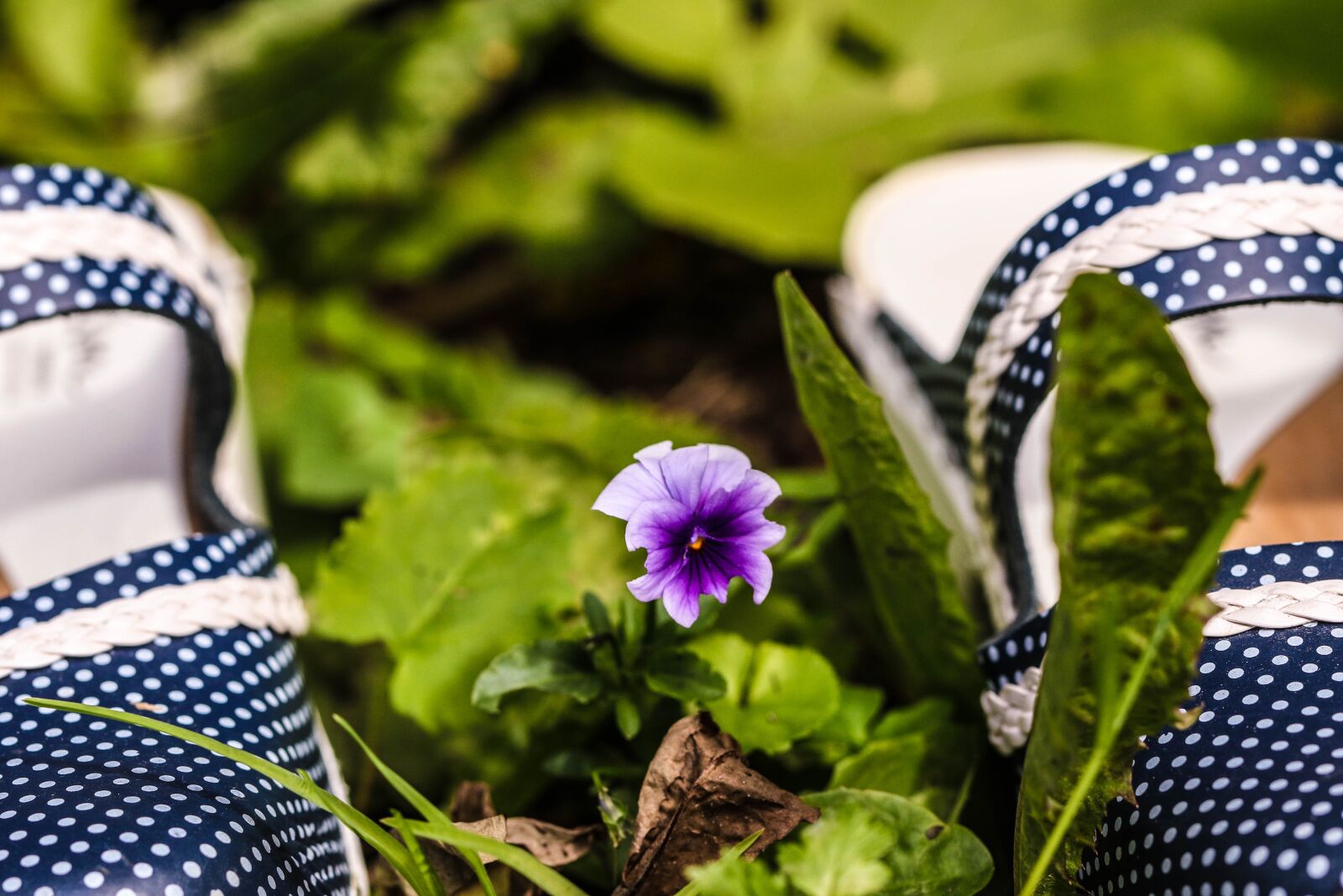 Canon EOS 7D Mark II sample photo. Pansy, flower, summer flower photography
