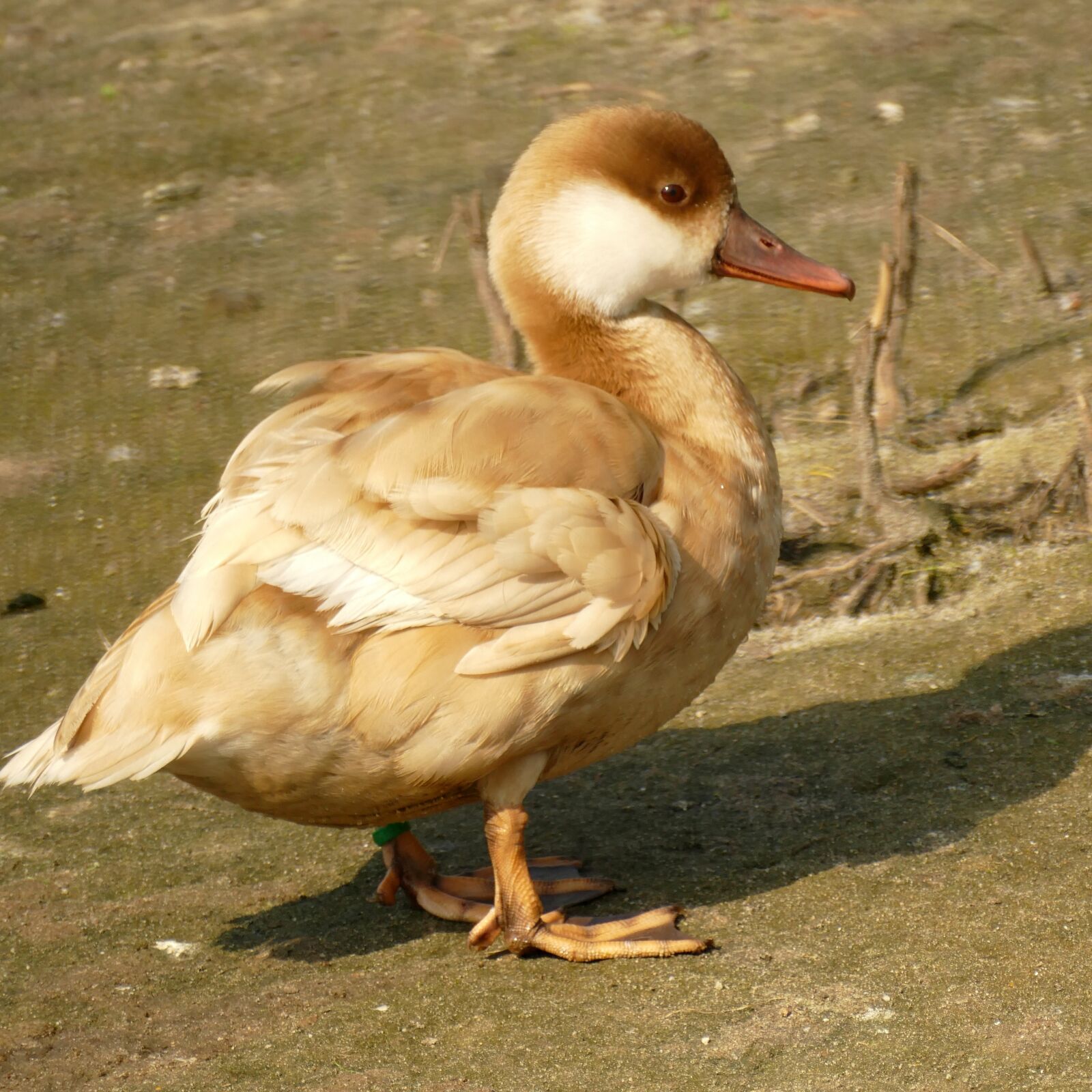 Panasonic Lumix DMC-FZ1000 sample photo. Duck, red crested pochard photography