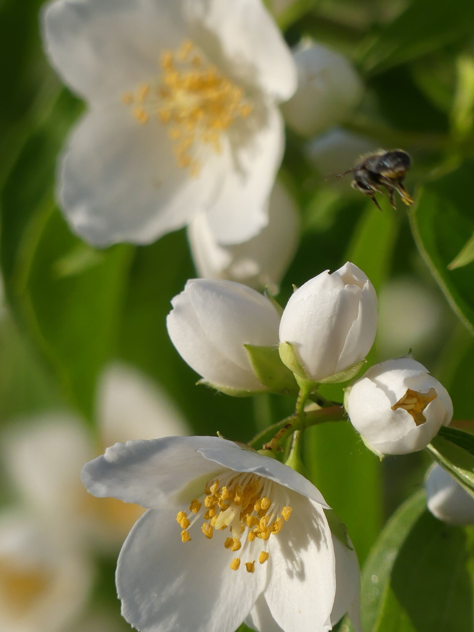 Panasonic DMC-FZ330 sample photo. Flower, nature, honeybee photography
