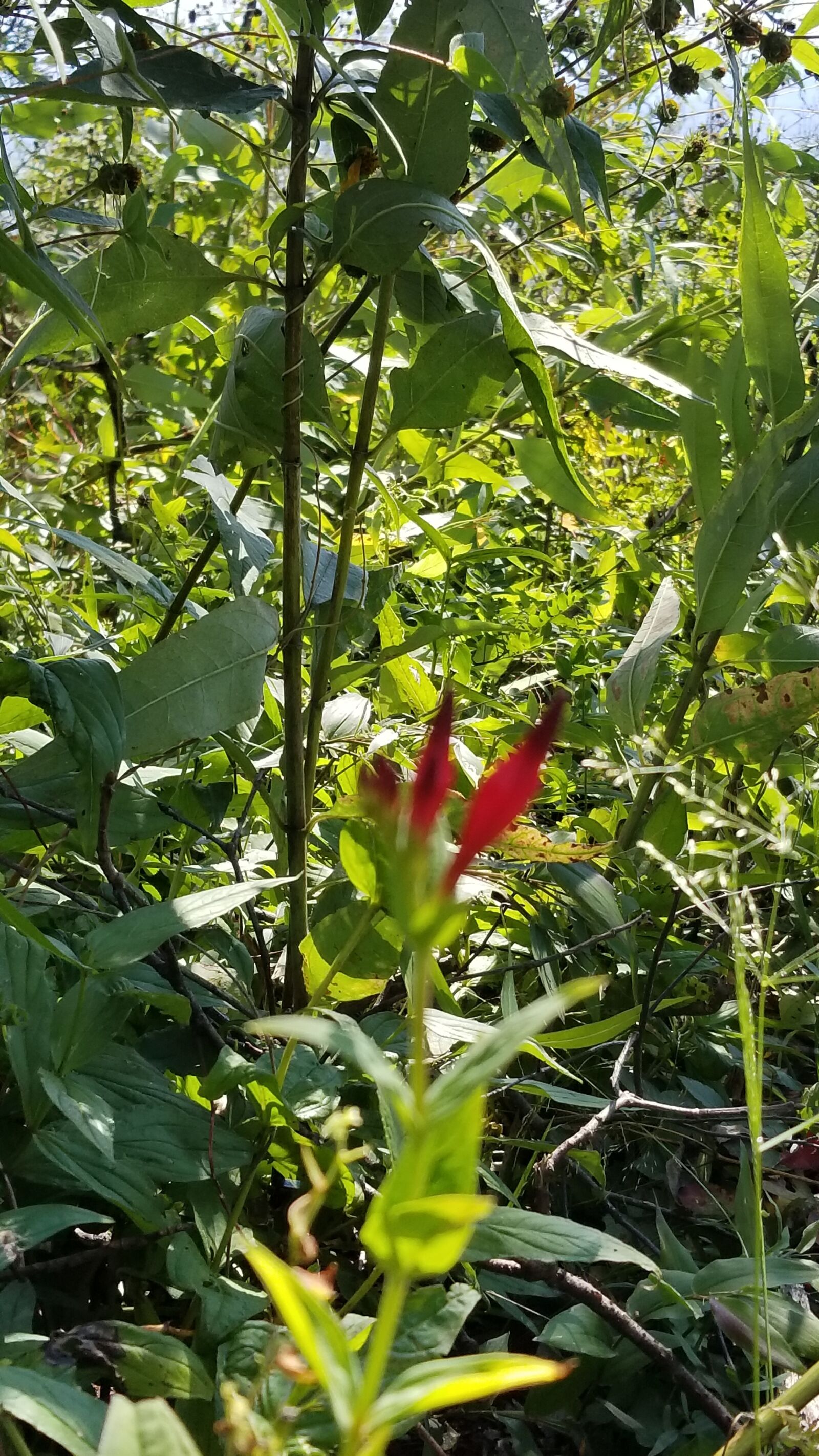 Samsung Galaxy S8 sample photo. Hiking, flower, woods photography