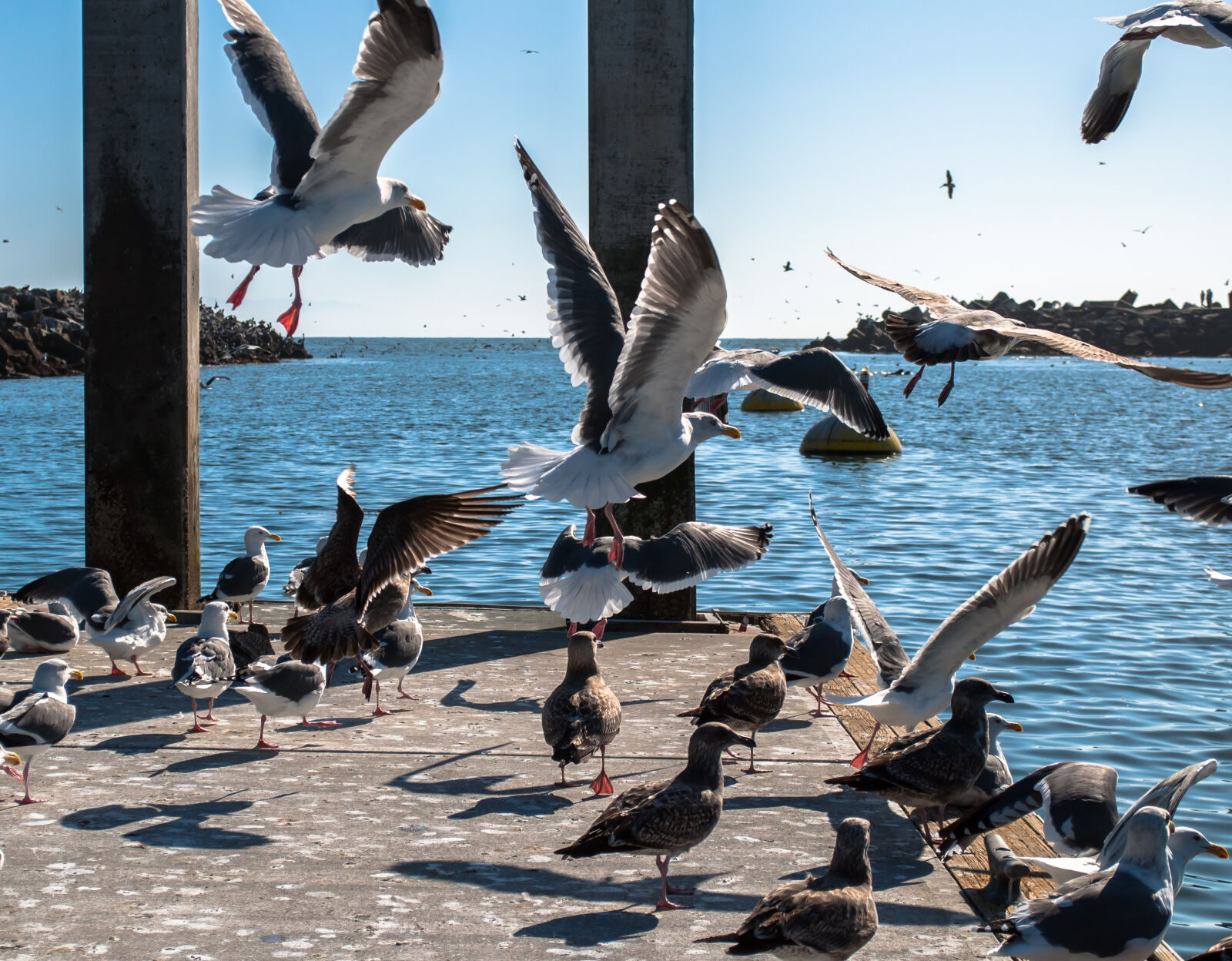 Nikon D5000 sample photo. Birds, gulls, seagulls, water photography