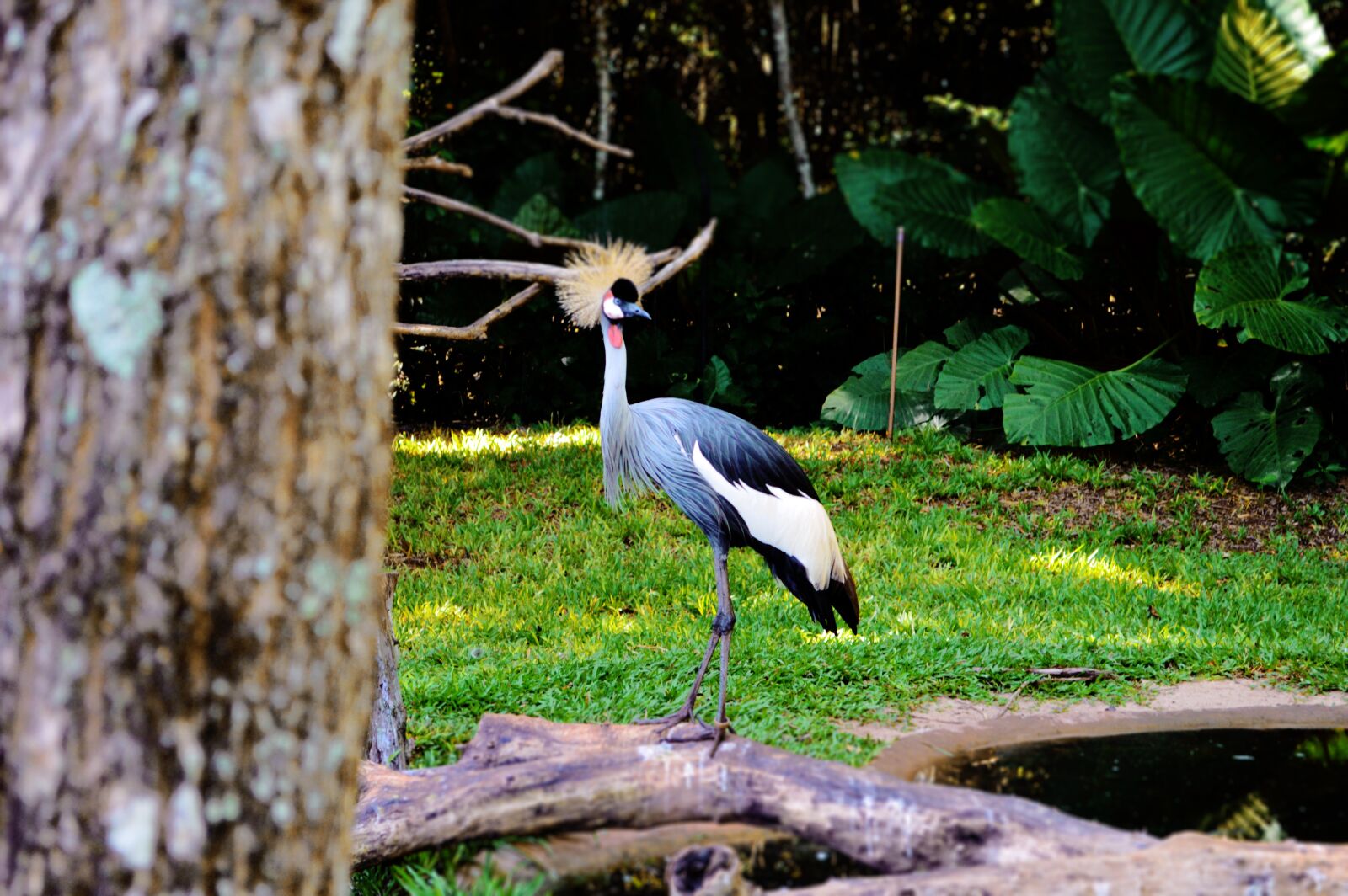 Nikon D3200 sample photo. Bird, brasileira, brazilian photography