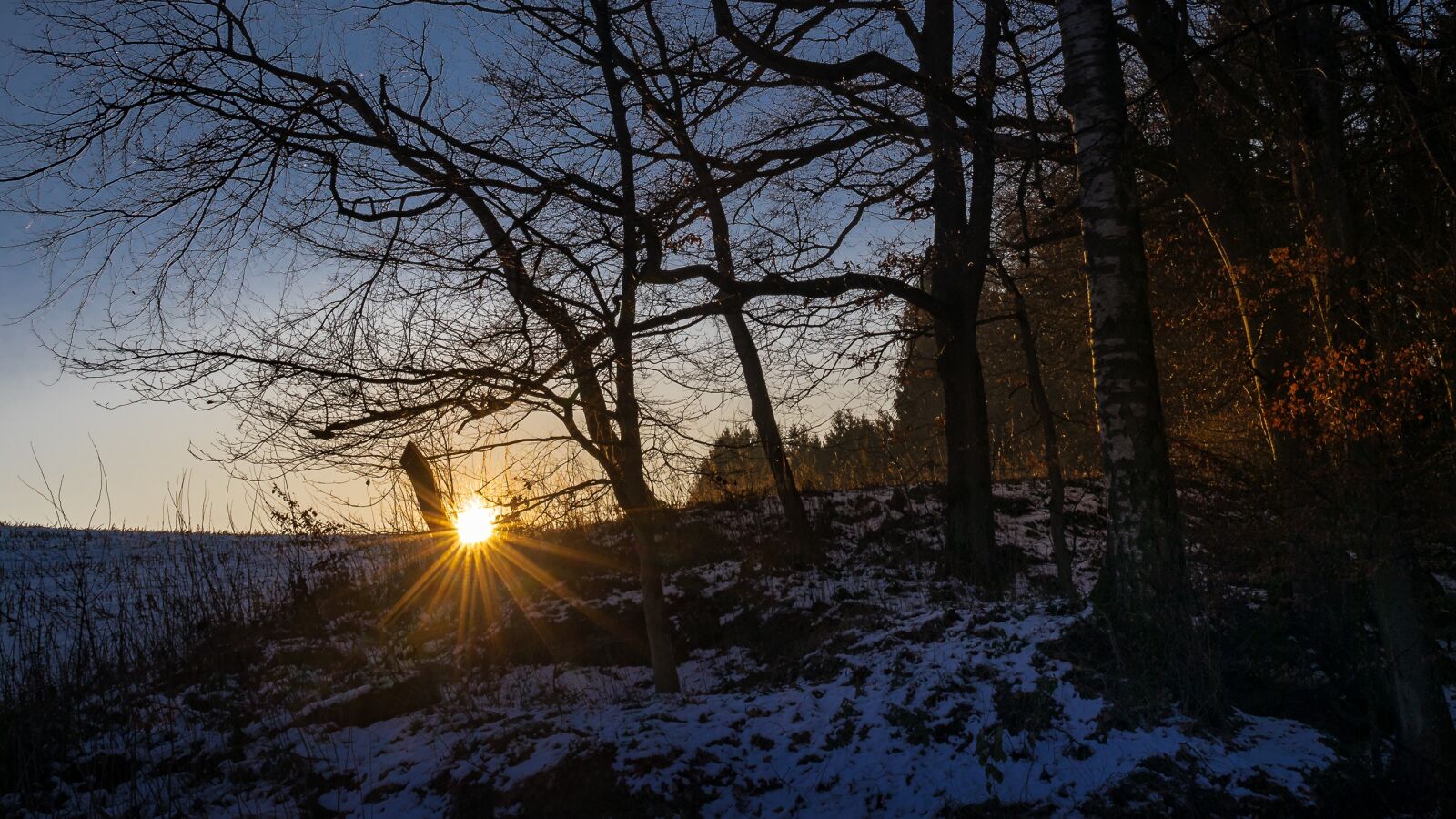 Canon EOS 5D Mark IV sample photo. Forest, winter, snow photography