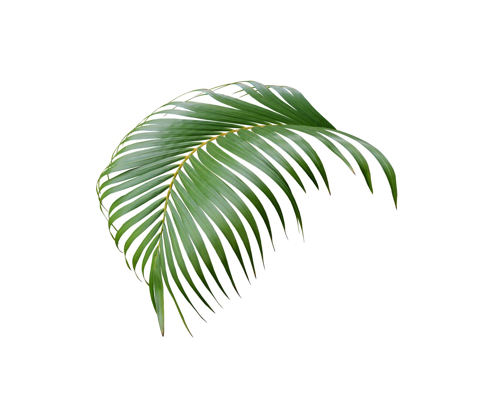 Canon EOS 700D (EOS Rebel T5i / EOS Kiss X7i) sample photo. Palm, leaf, tropical photography