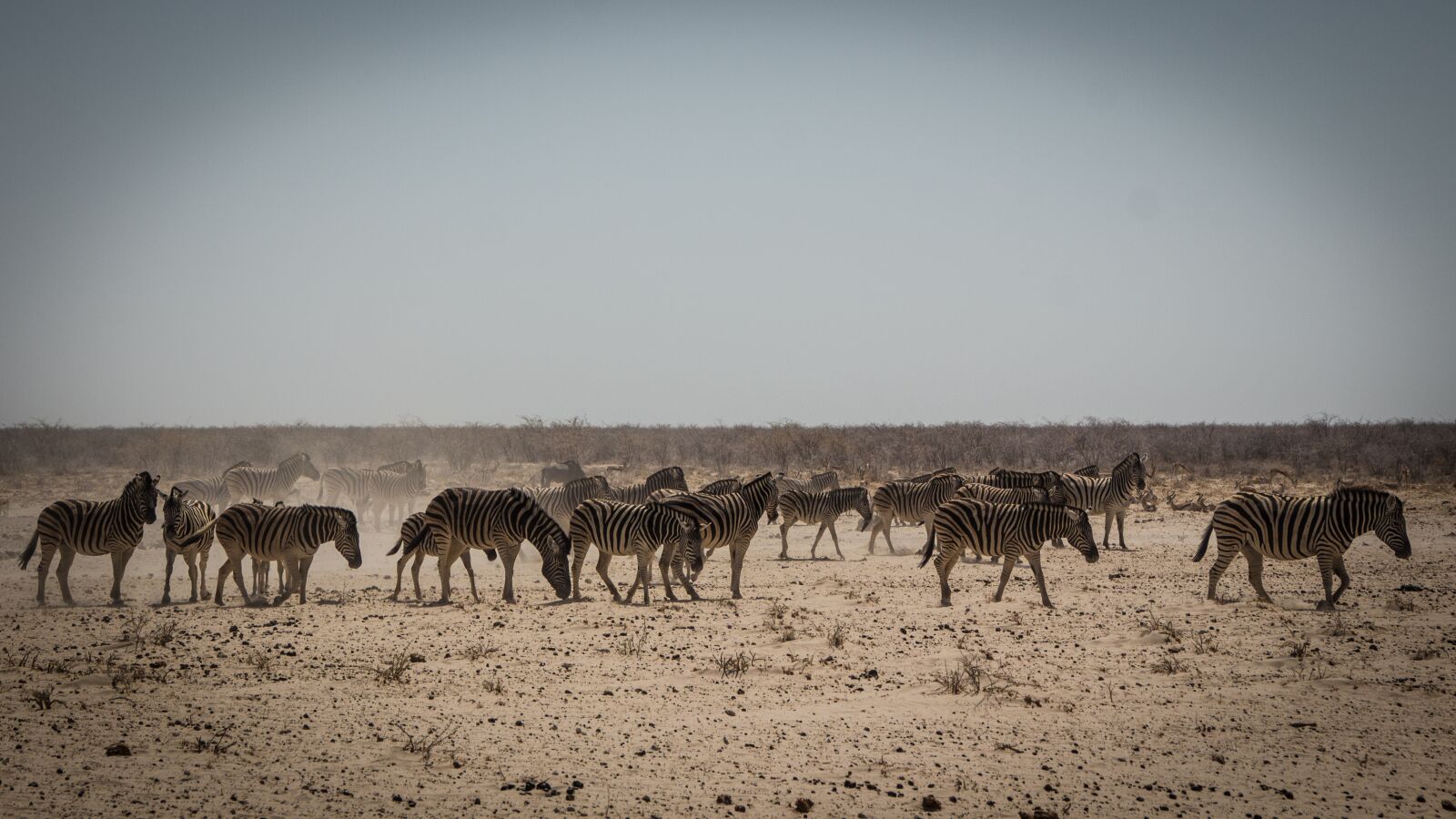 Canon EOS 650D (EOS Rebel T4i / EOS Kiss X6i) sample photo. Namibia, wildlife, africa photography
