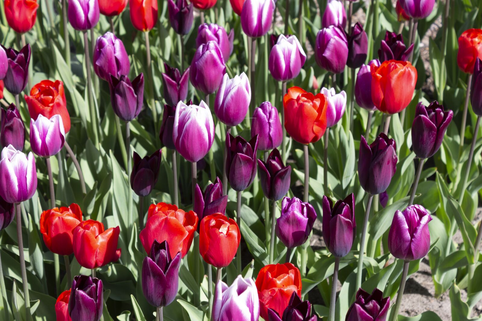 Canon EOS 1100D (EOS Rebel T3 / EOS Kiss X50) sample photo. Spring, tulips, flowers photography