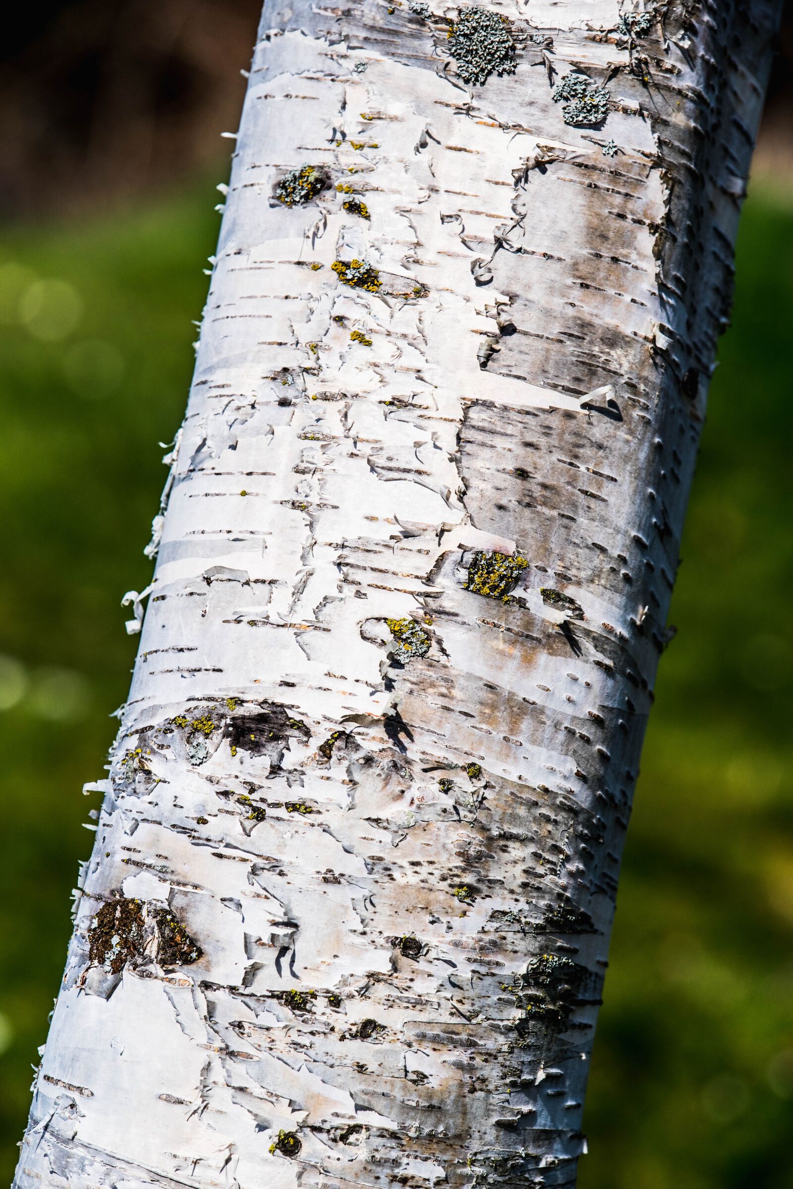 Nikon D750 sample photo. Nature, close up, white photography