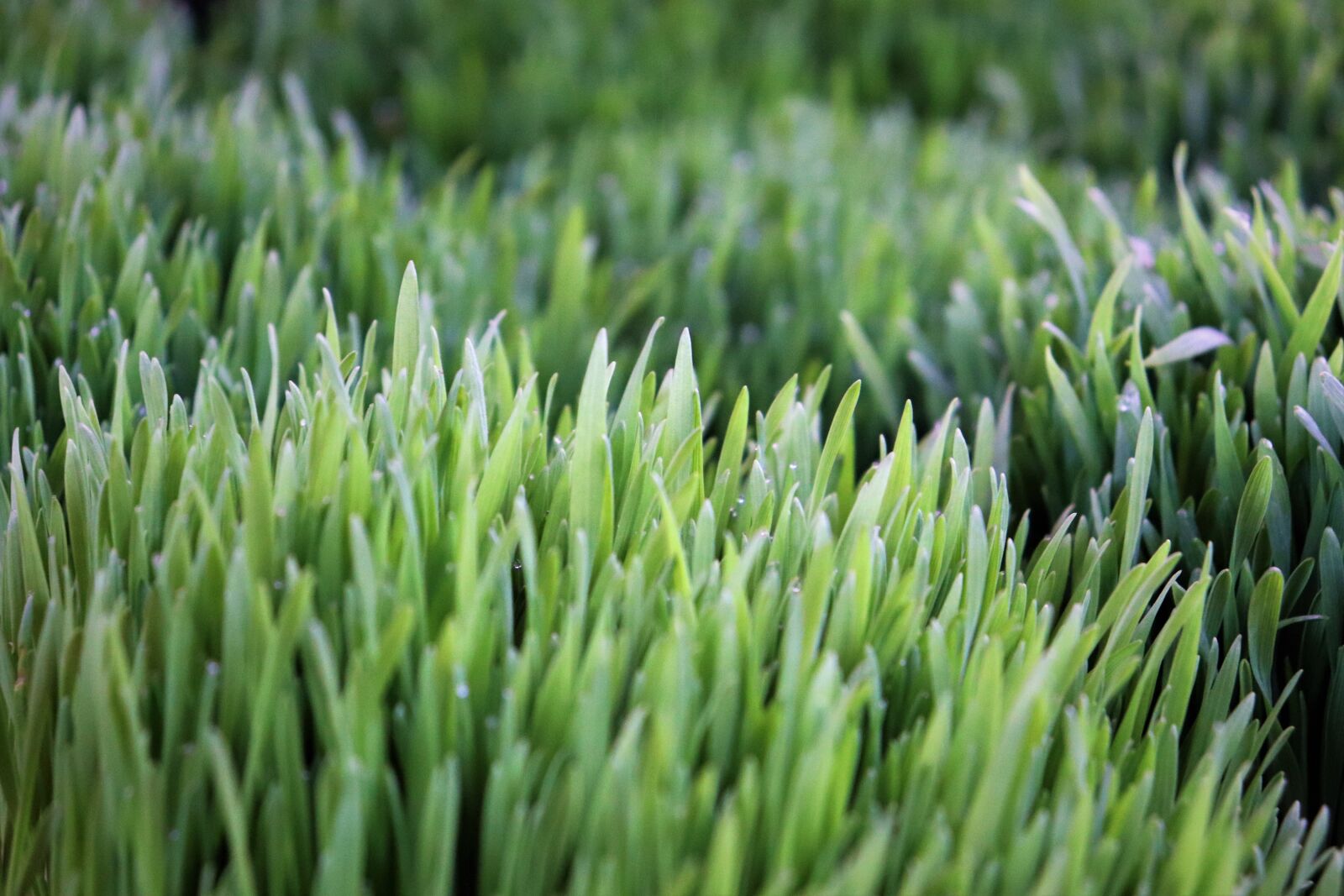 Canon EOS 200D (EOS Rebel SL2 / EOS Kiss X9) sample photo. Christmas green wheat, advent photography