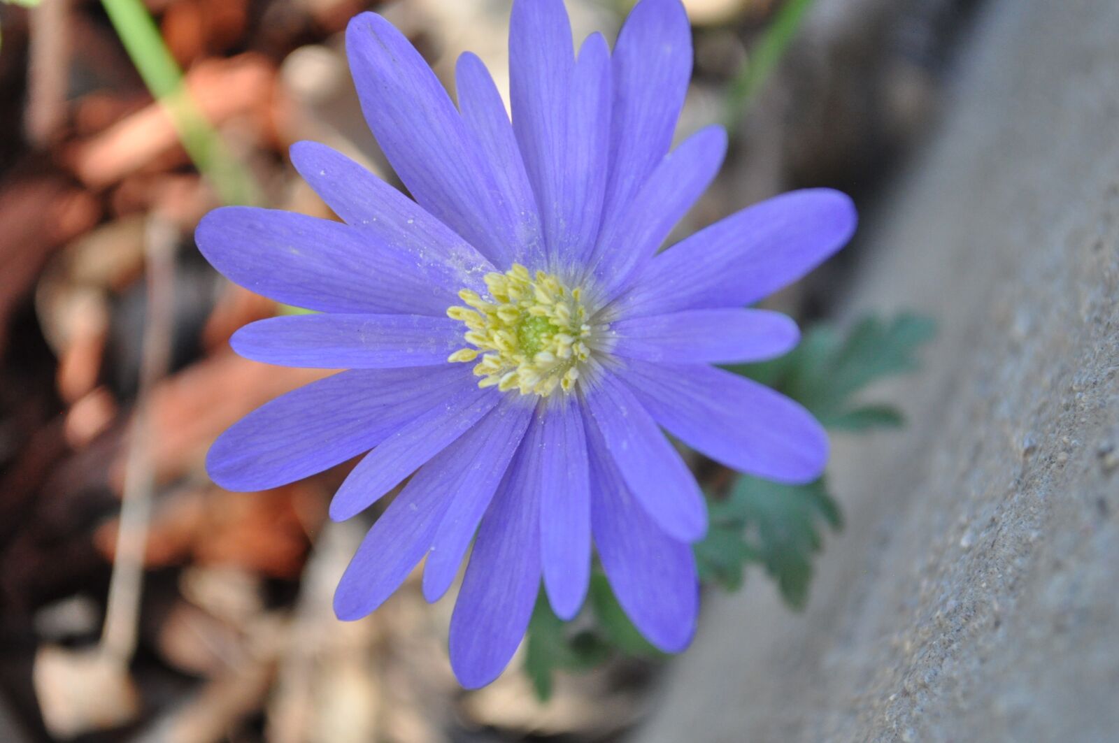 Nikon D5000 sample photo. Petals, flower, yellow photography