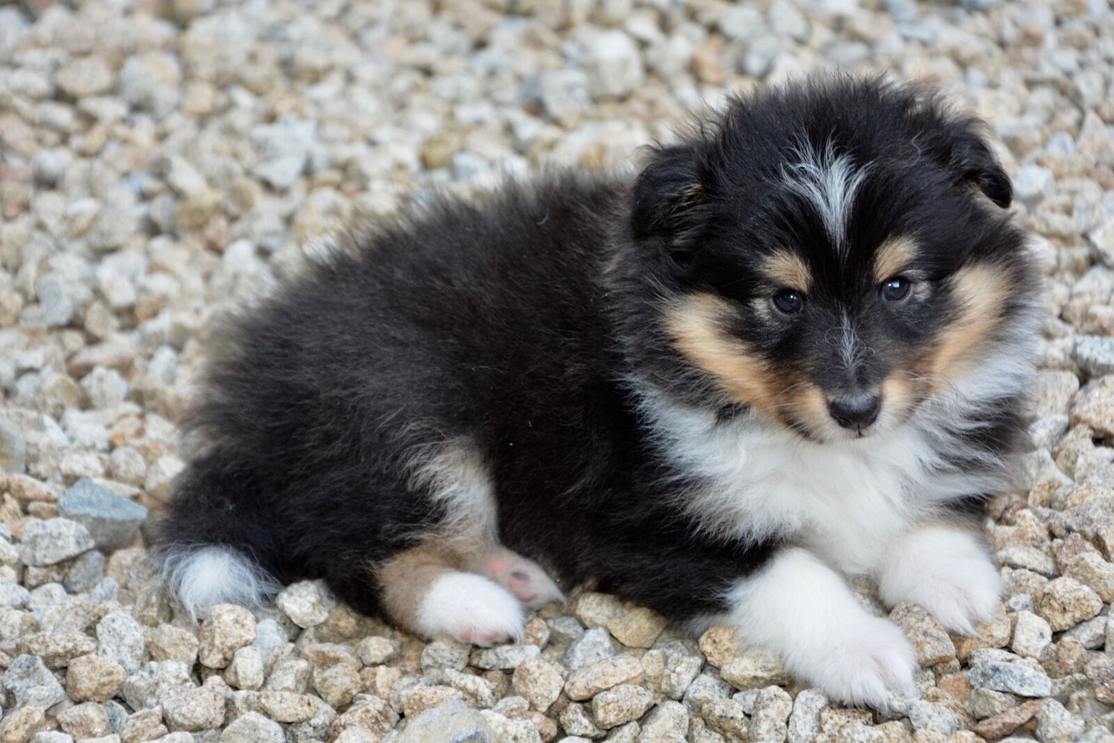 Nikon D5200 sample photo. Puppy, dog, dog berger photography