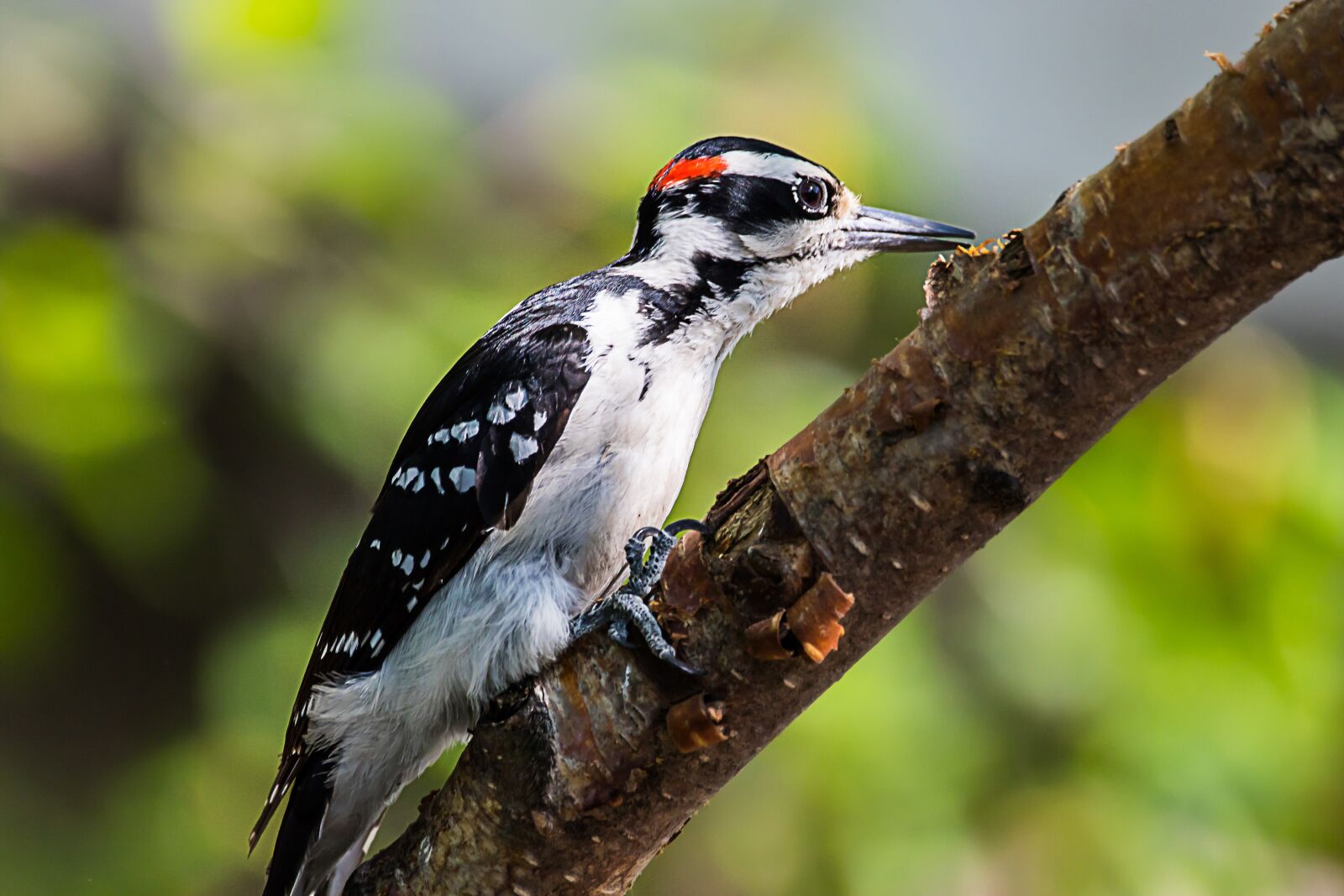 Canon EOS 7D Mark II sample photo. Woodpecker, nature, bird photography