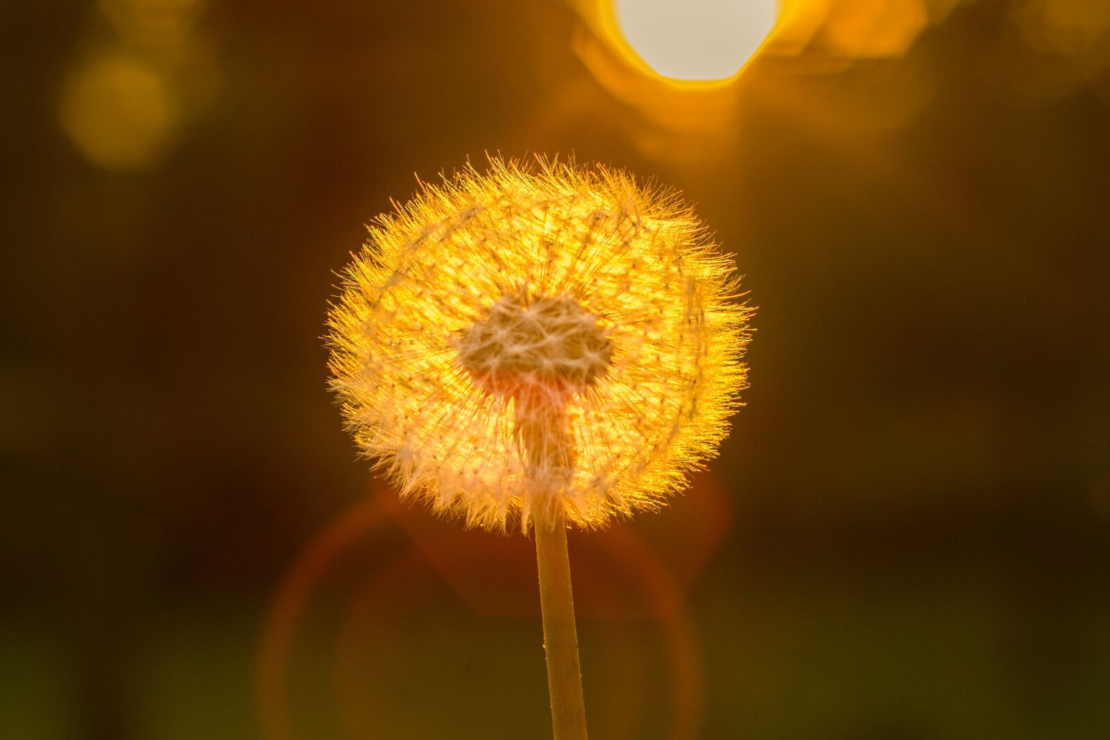 Nikon D7200 sample photo. Dandelion, sun, close up photography
