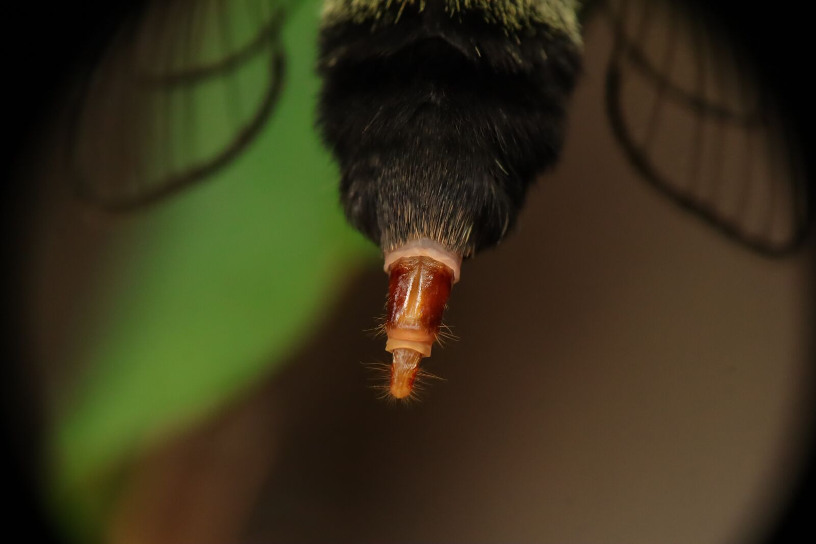 Canon EF-M 15-45mm F3.5-6.3 IS STM sample photo. Insect, nature, garden photography