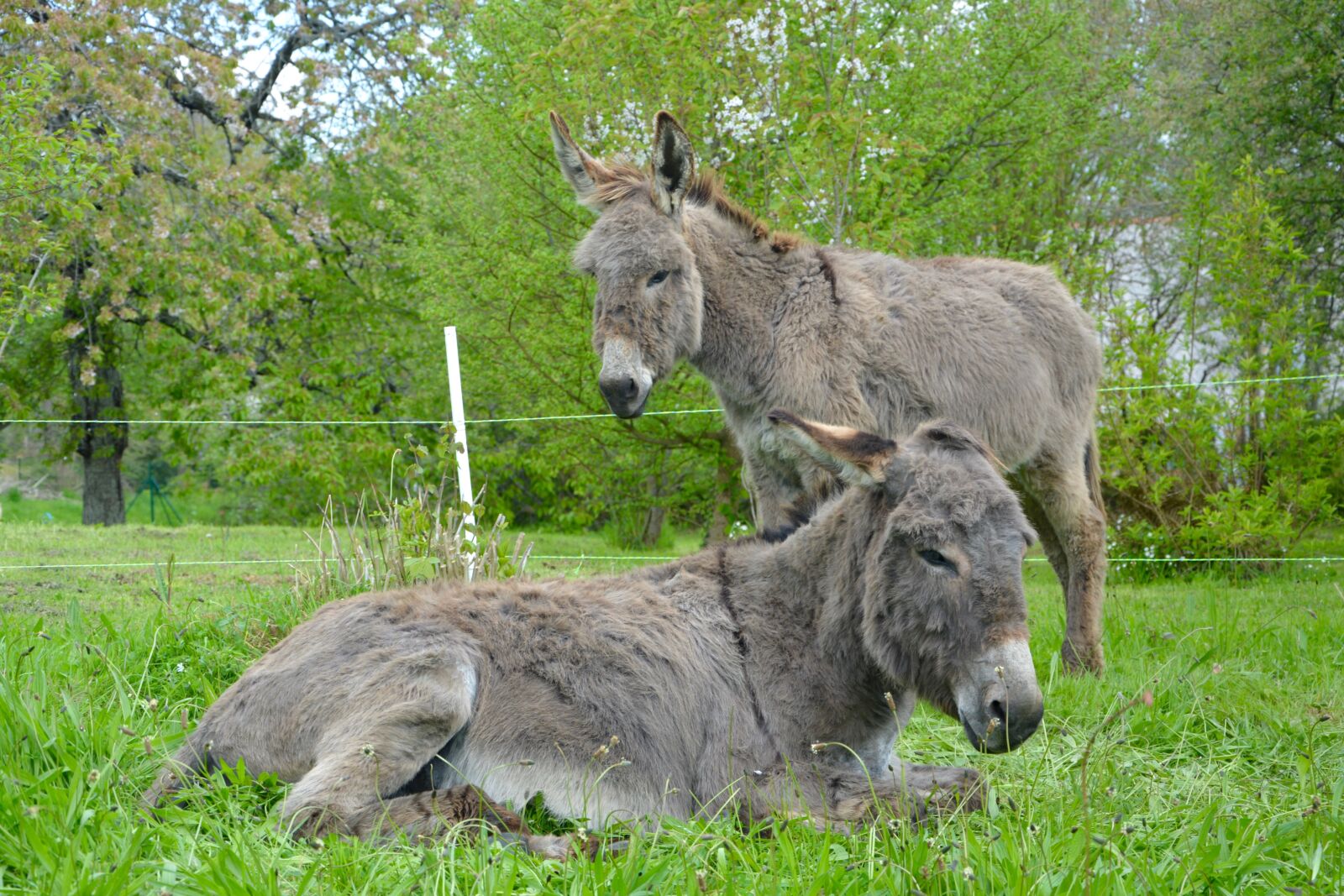 Nikon D5200 sample photo. Ass lying down, donkey photography