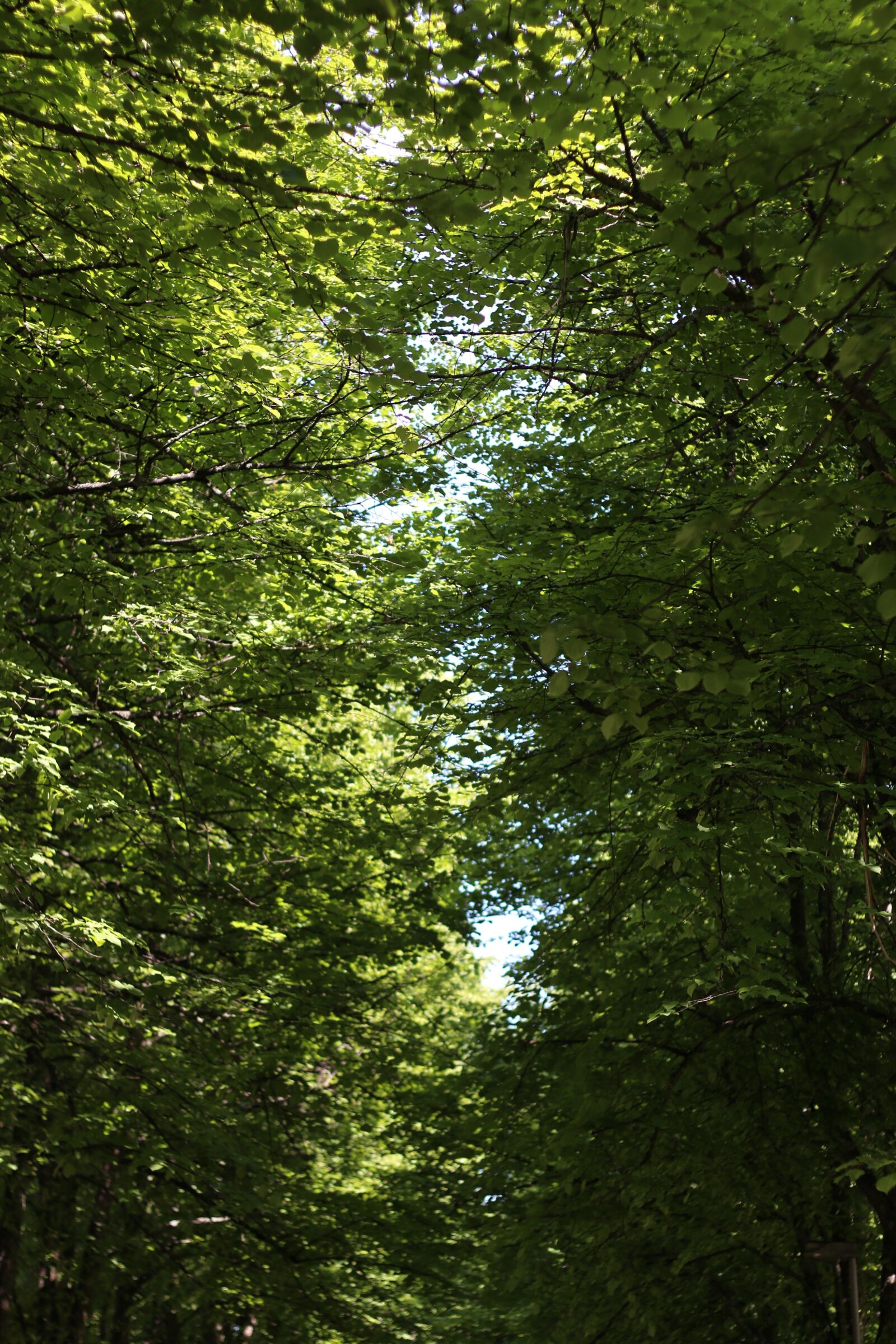 Canon EOS 70D + Canon EF 50mm F1.8 II sample photo. Green, foliage, summer photography