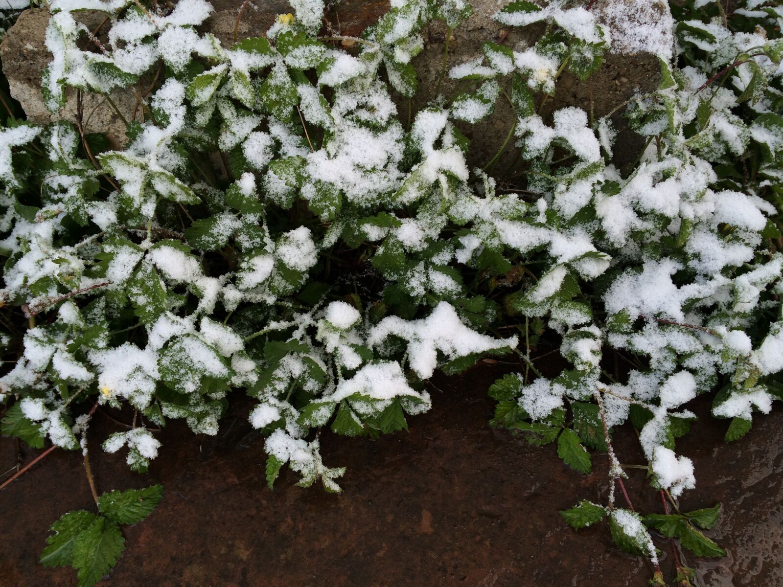 iPhone 5s back camera 4.15mm f/2.2 sample photo. Change, changes, frost, nature photography