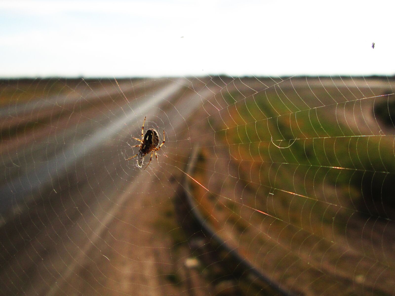 Canon PowerShot A2300 sample photo. Spider, argentina, palmira photography