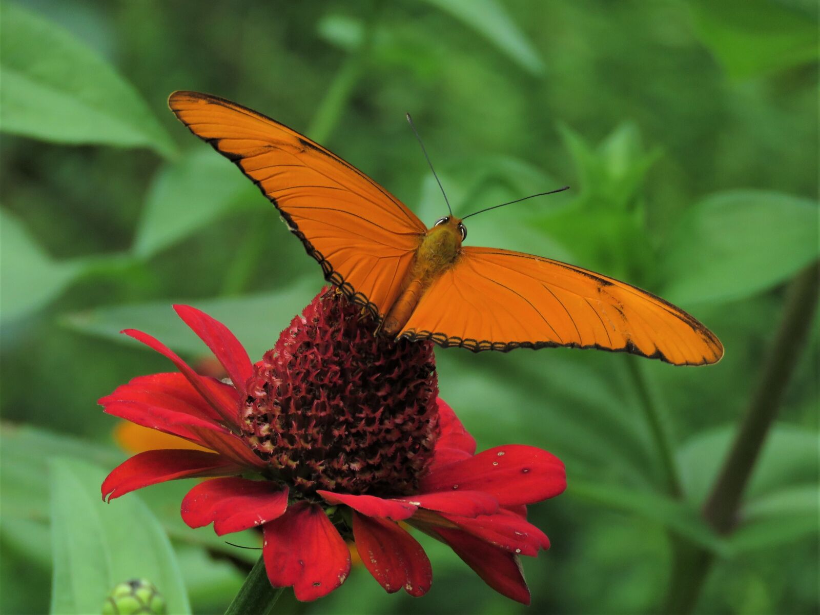 Canon PowerShot SX60 HS sample photo. Red flower, orange butterfly photography