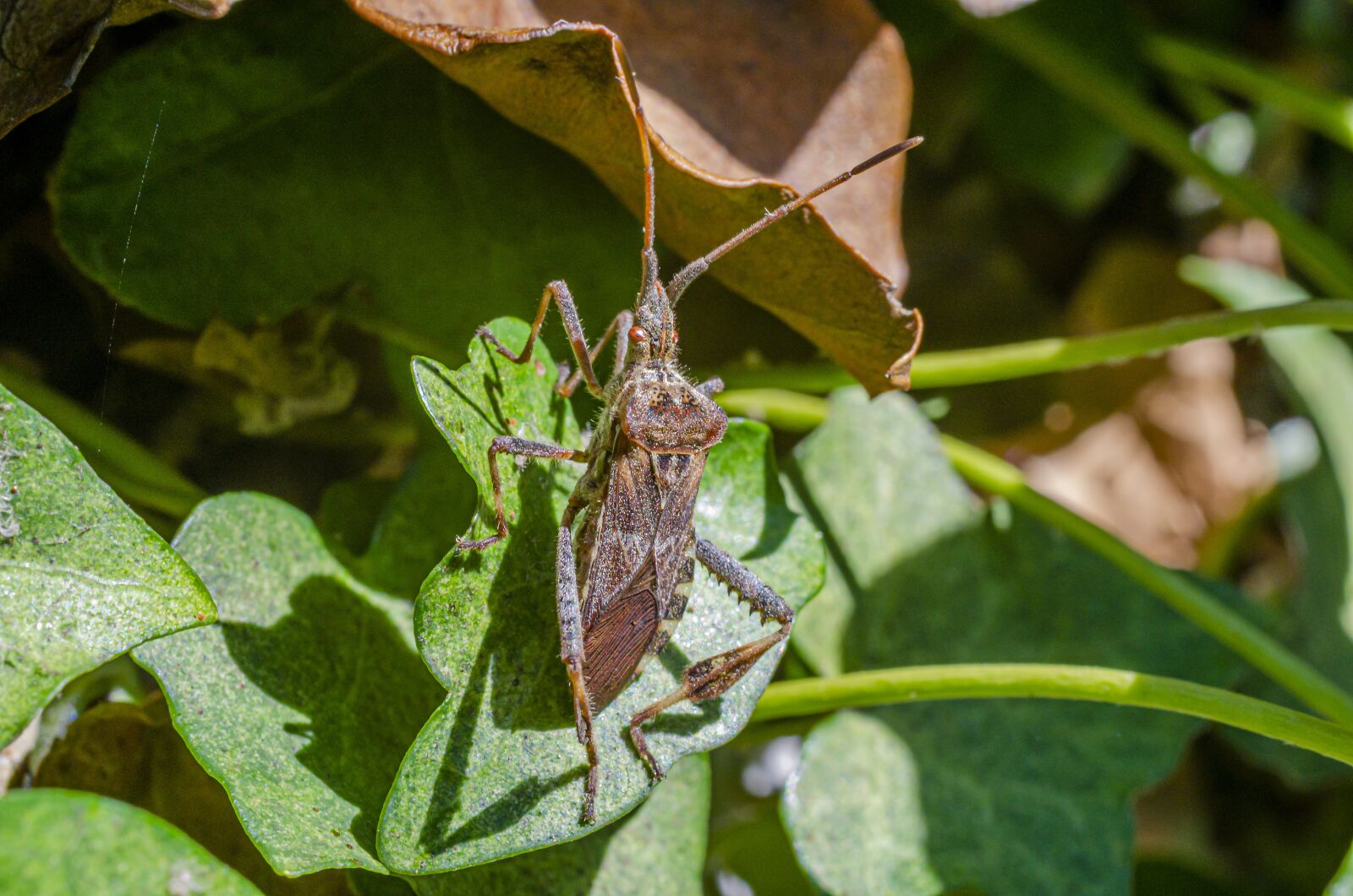 Nikon D7000 sample photo. Bug, insect, wood photography