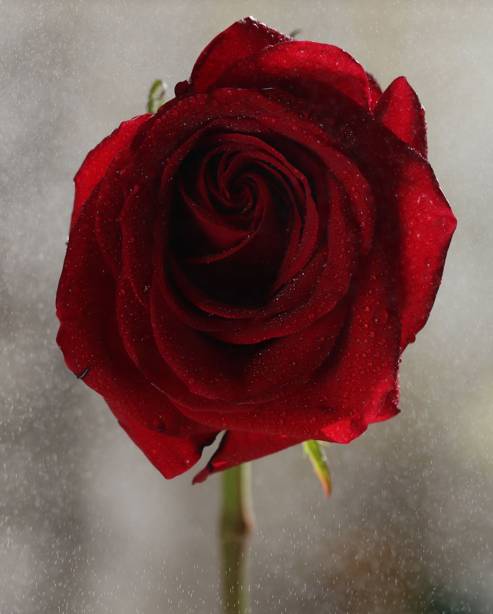 Canon EF-S 60mm F2.8 Macro USM sample photo. Rose, red, wet photography