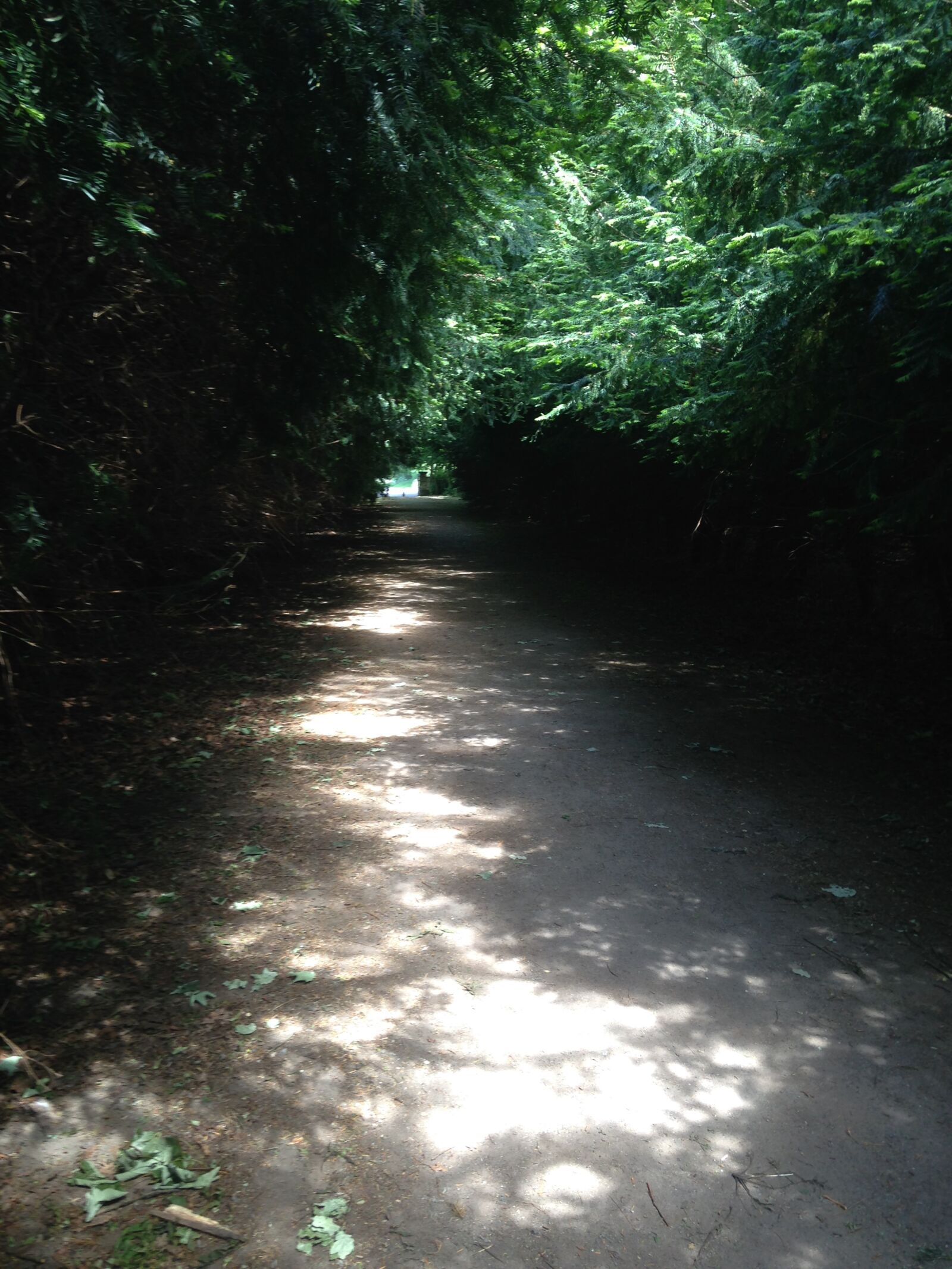 iPhone 5c back camera 4.12mm f/2.4 sample photo. Woods, summer, trees photography