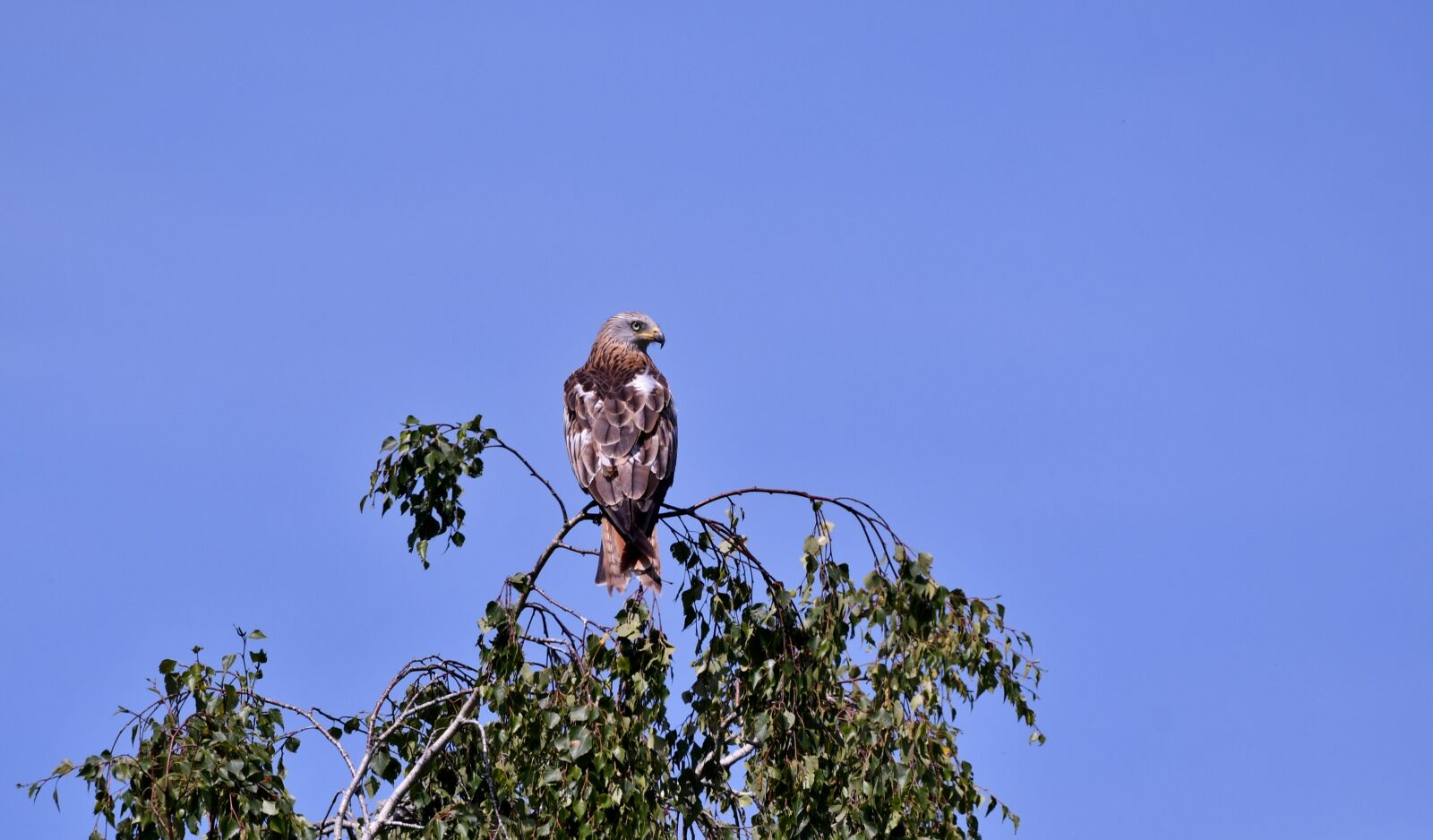 Nikon D500 sample photo. Bird of prey, red photography
