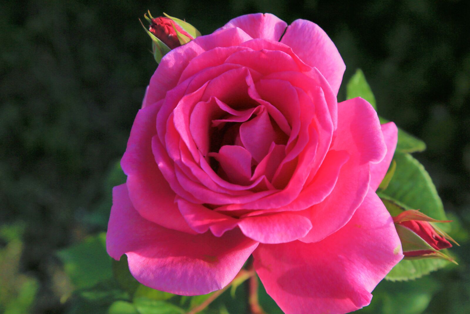 Canon EF 24-105mm F4L IS USM sample photo. Rose, spring, nature photography