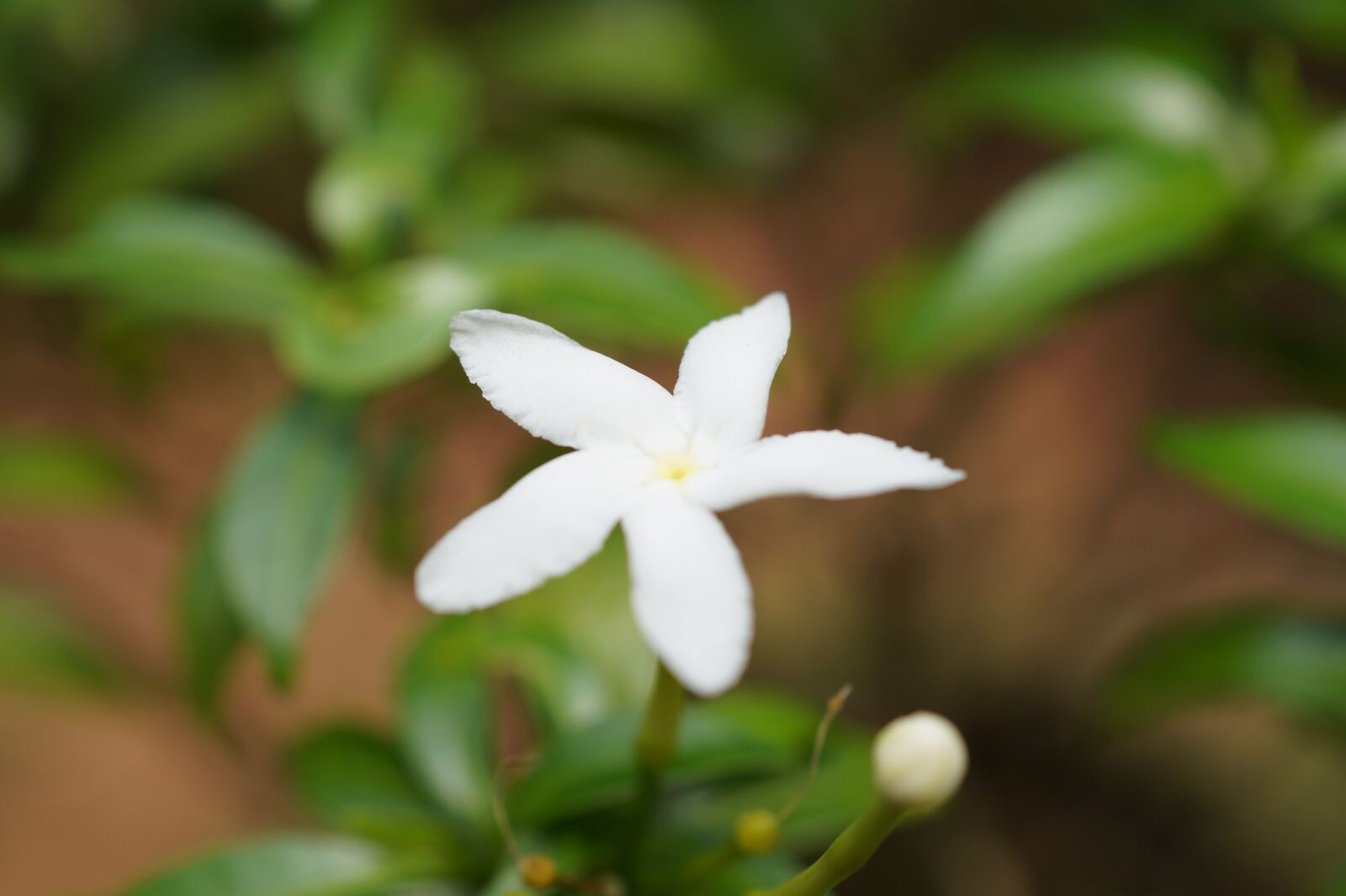 Sony DT 30mm F2.8 Macro SAM sample photo. Flower, bud, blossom photography