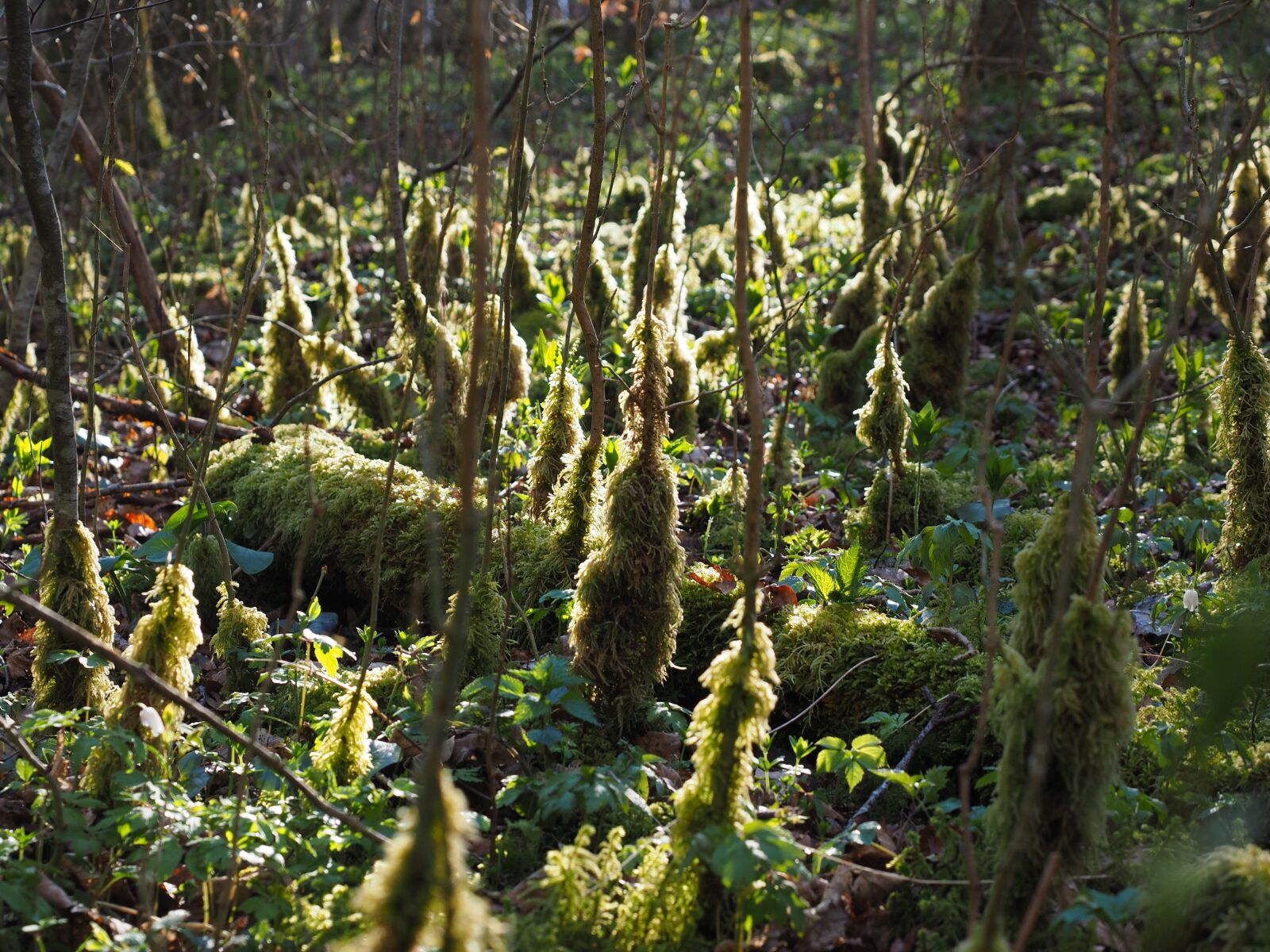 Olympus OM-D E-M1 + Olympus M.Zuiko Digital ED 12-40mm F2.8 Pro sample photo. Moss, bemoost, backlighting photography