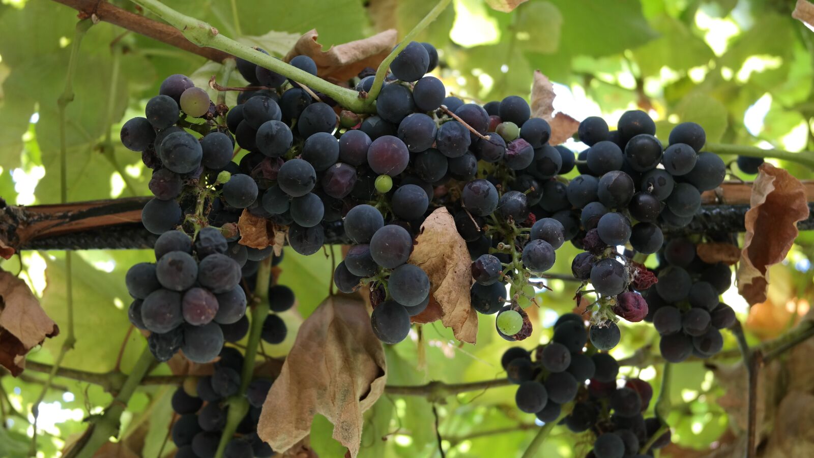 Samsung NX300 sample photo. Grapes, harvest, garden photography