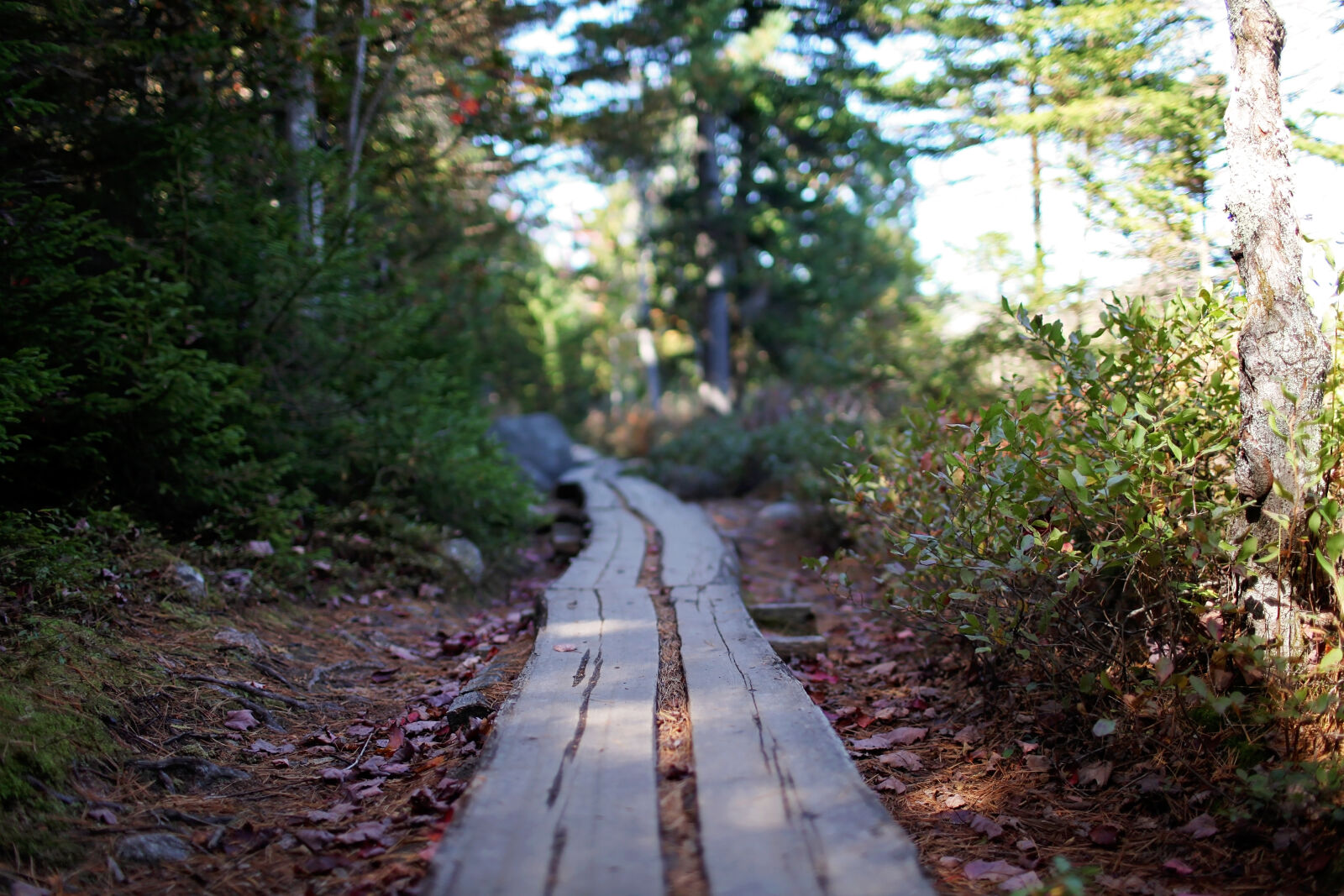 Canon EOS 5D Mark II sample photo. Wooden, path, in, green photography