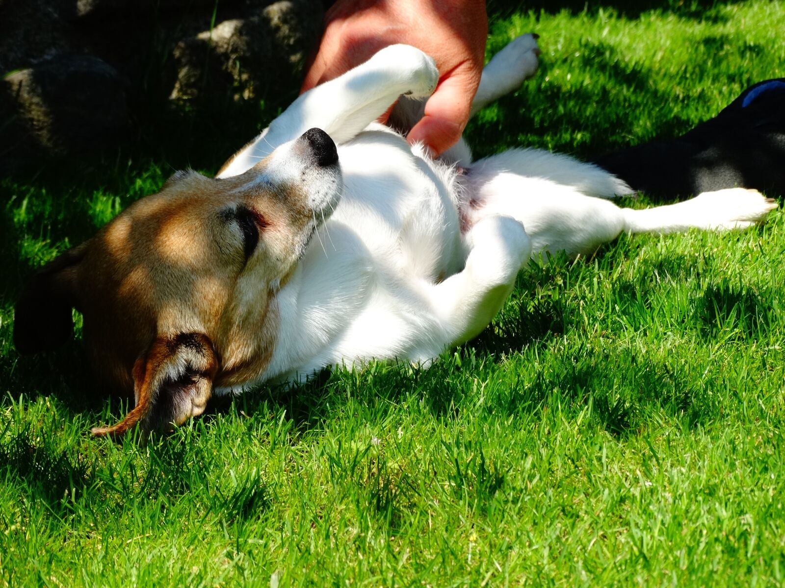 Sony Cyber-shot DSC-HX300 sample photo. Dog, doggy, pet photography