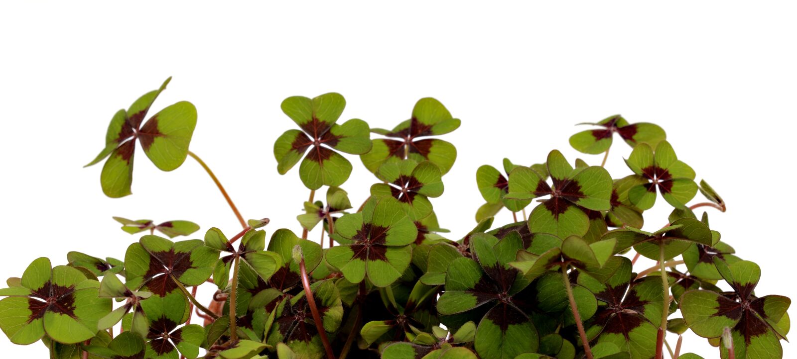Nikon D7100 sample photo. Four leaf clover, lucky photography