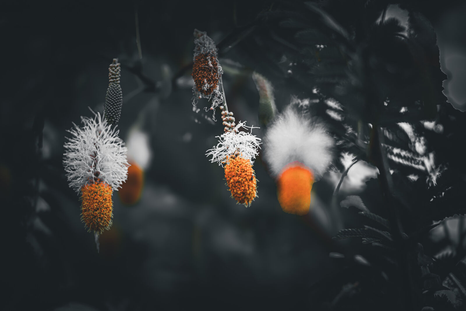 Canon EOS R6 II sample photo