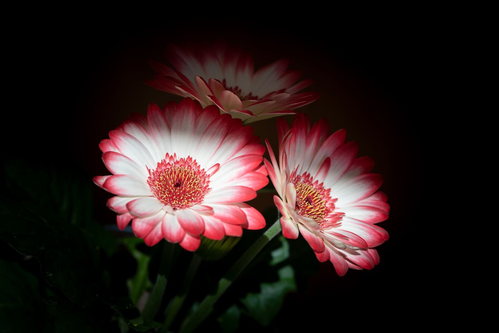 Nikon D750 sample photo. Flowers, spring flowers, white photography
